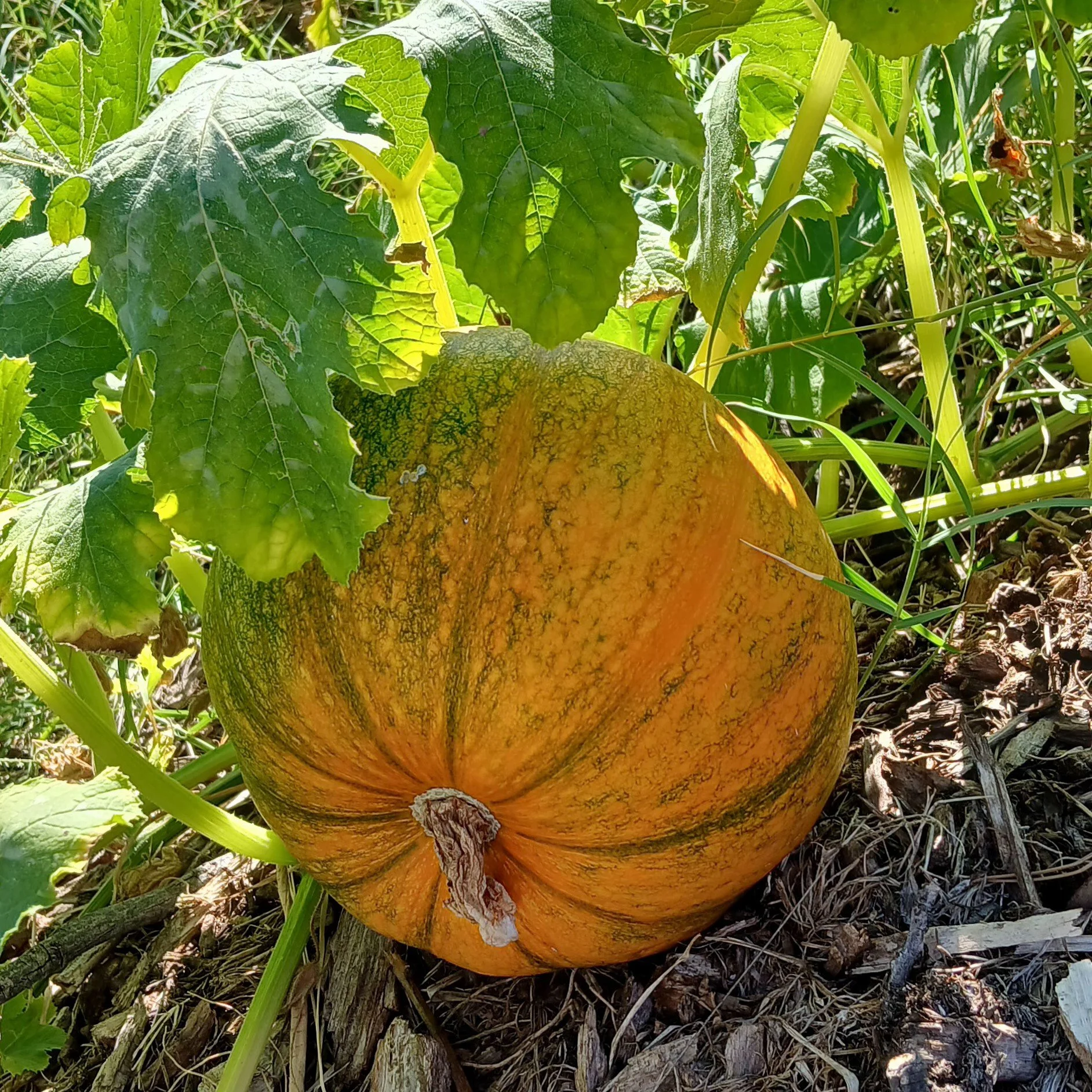 A pumpkin growing on the ground with green leaves and grass surrounding it.