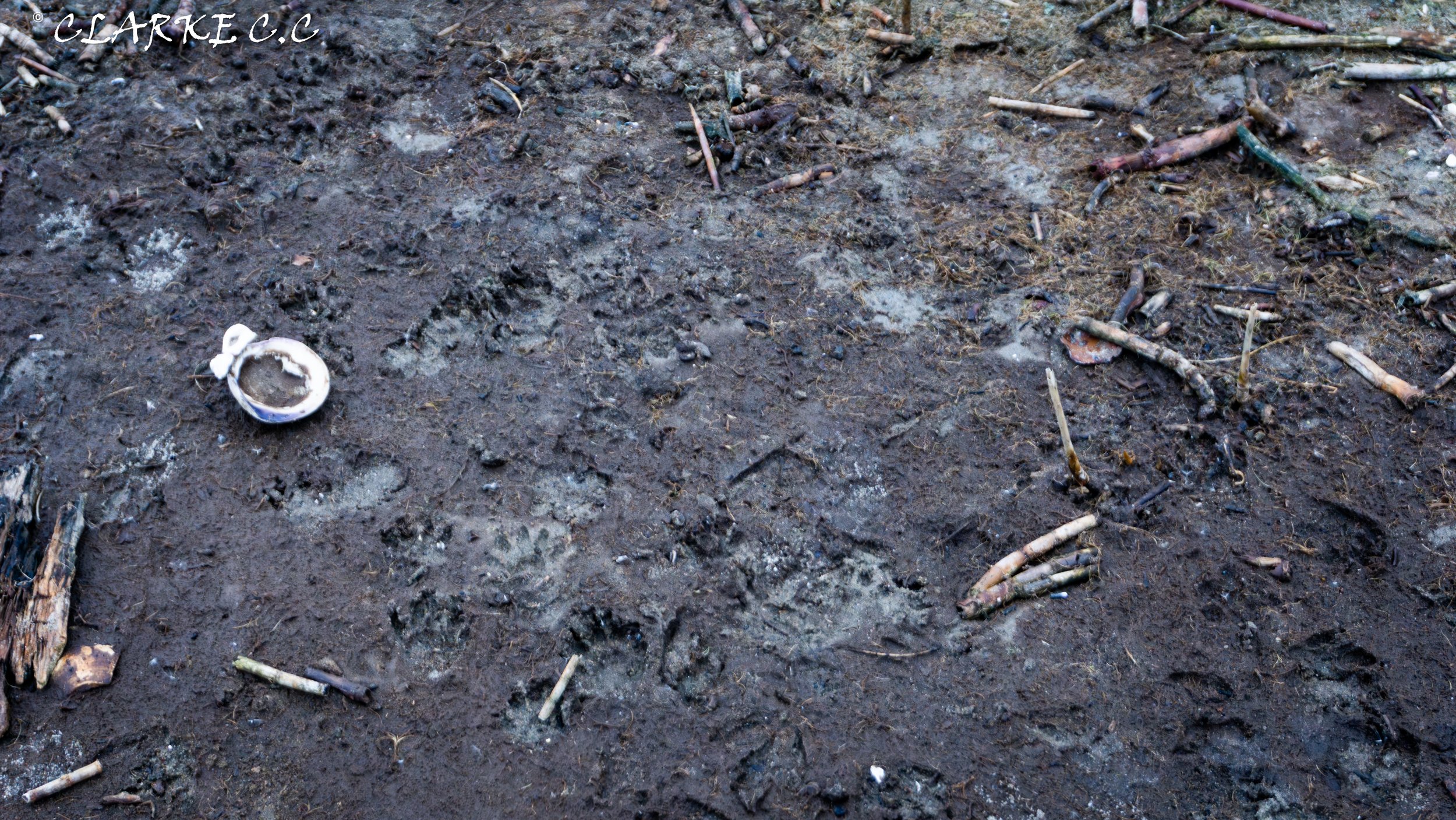 Damp dirt ground with scattered small bones, a broken ring, and debris.
