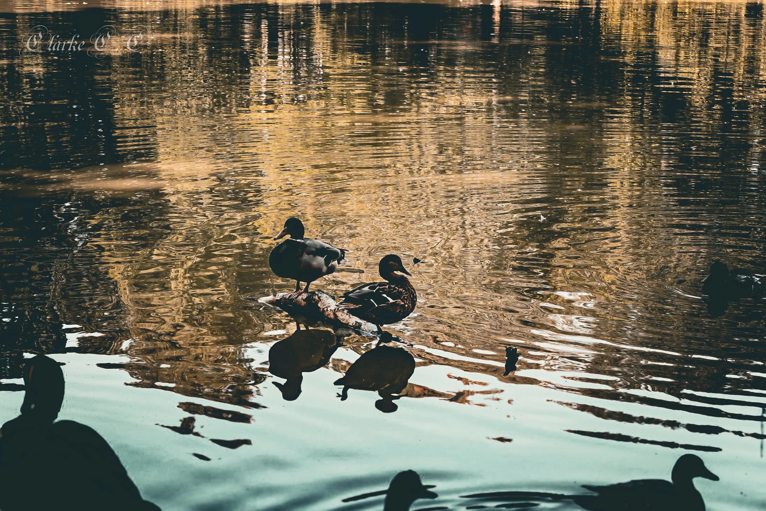Ducks swimming on a calm body of water with reflections of trees or foliage, some resting on a log in the center