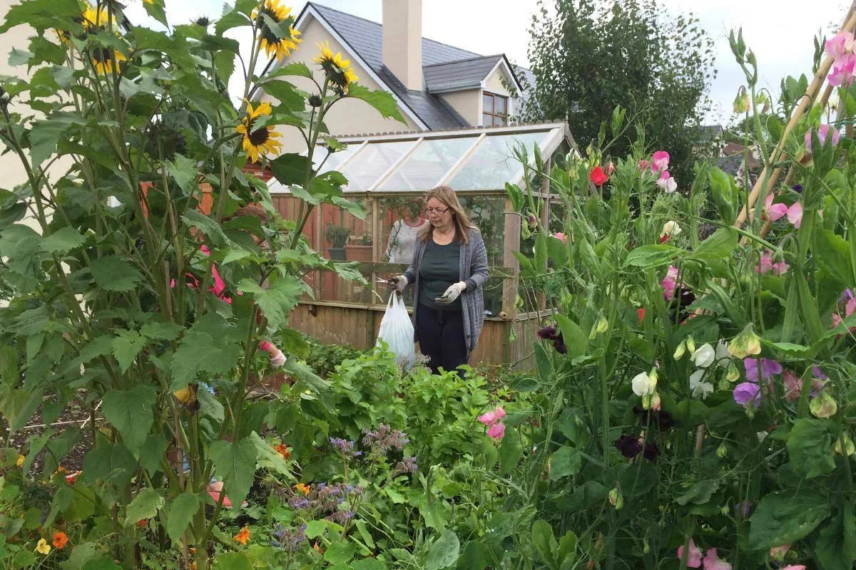 A woman tending to a garden surrounded by tall sunflower plants and other colorful flowering plants, with a greenhouse and house in the background.