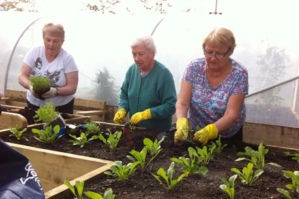 Three elderly women working together in a greenhouse, planting seedlings in a raised wooden garden bed. They are wearing gardening gloves and focused on planting the young plants.