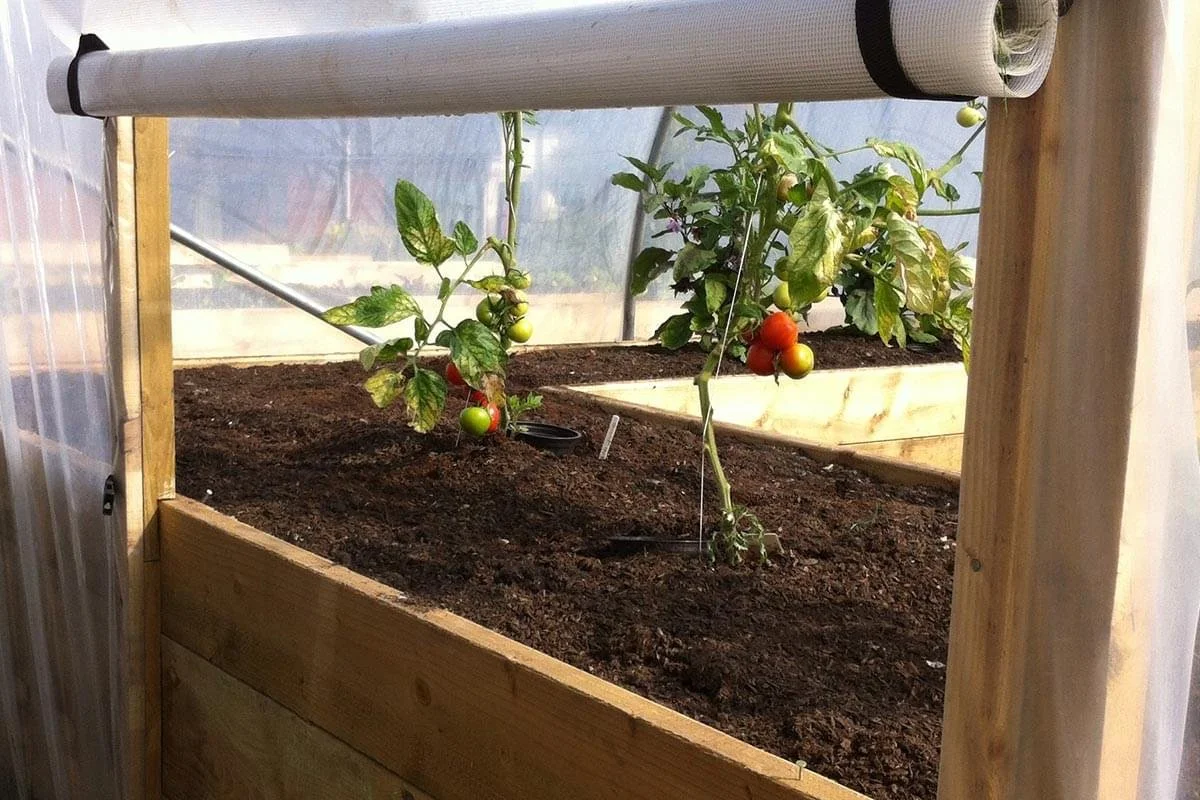 Tomato plants growing in a wooden raised bed inside a greenhouse, with some ripe red tomatoes and unripe green tomatoes.