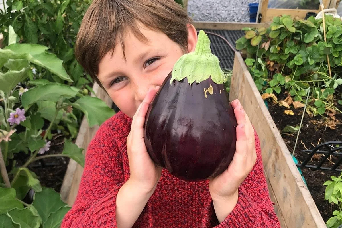 A young boy in a red sweater holding a large eggplant in front of his face at a garden.
