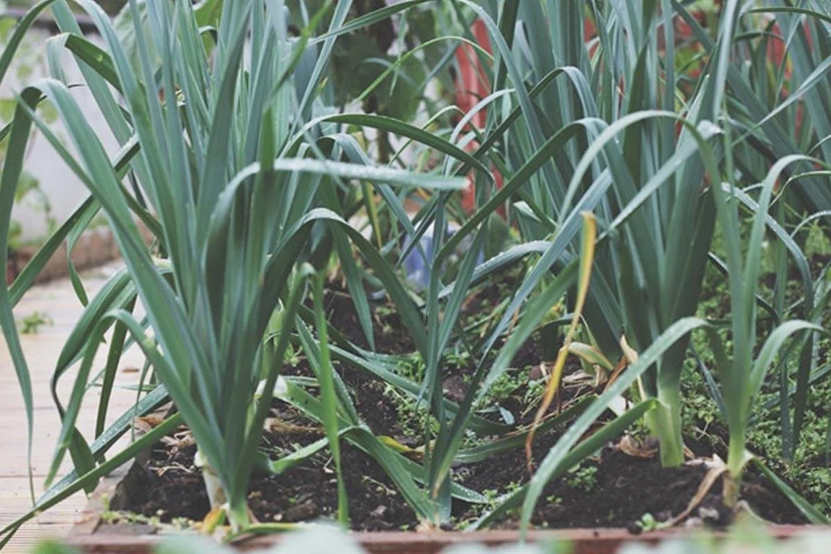 Green onion or leek plants growing in a garden bed.
