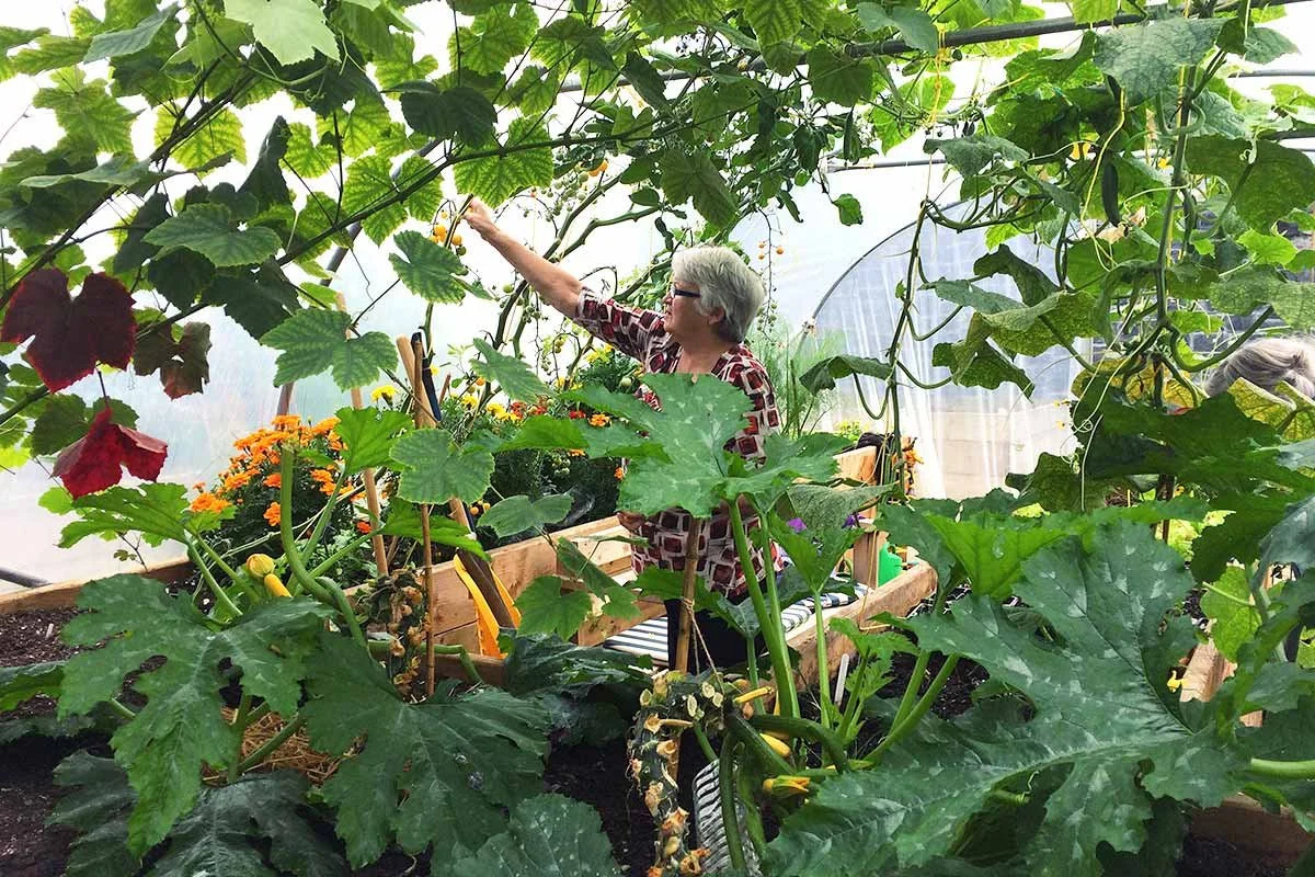 A woman inside a greenhouse tending to various plants, including lush green leaves and orange flowers, while reaching for a vine with yellow fruits.