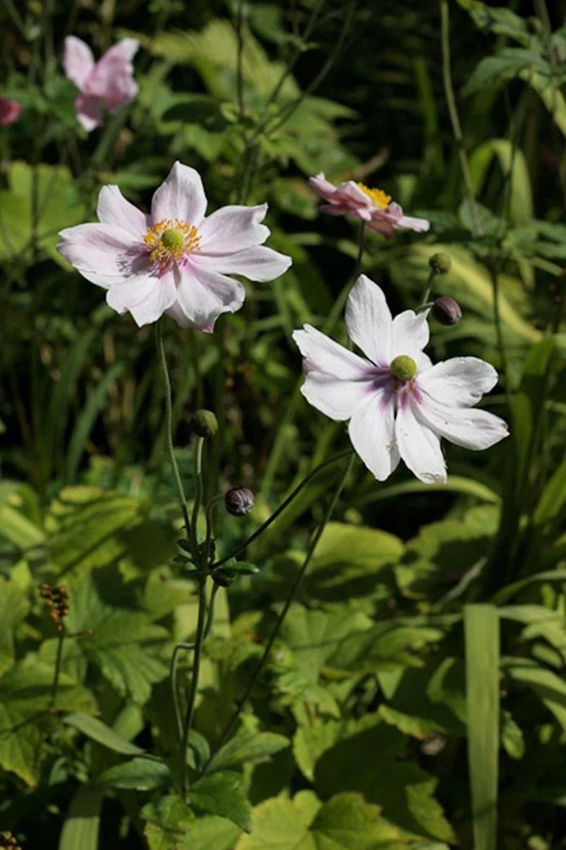 Close-up of white and pink flowers with yellow centers in a green garden setting.