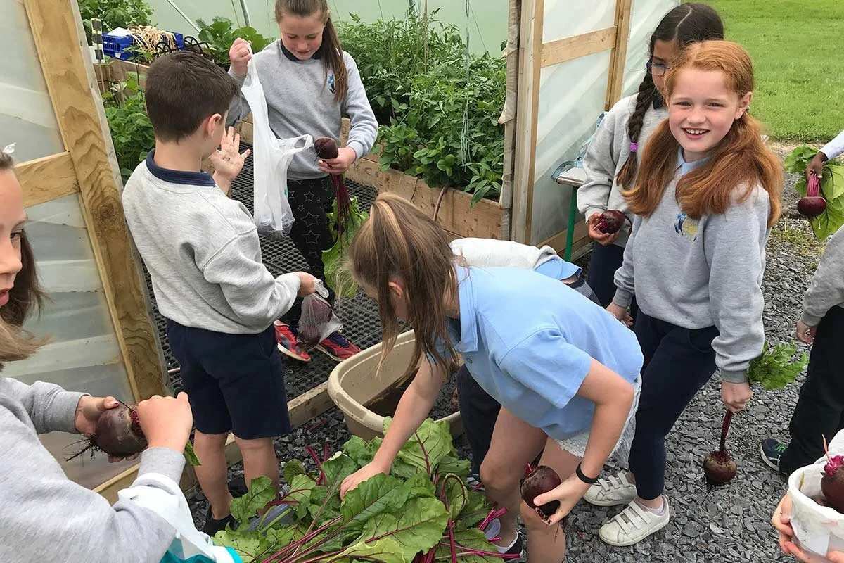 Children harvesting beets in a greenhouse garden.