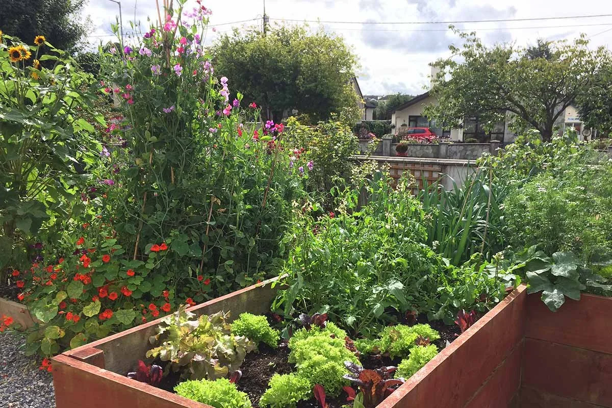 A garden with various flowering plants and vegetables in raised wooden beds, with trees, houses, and a cloudy sky in the background.