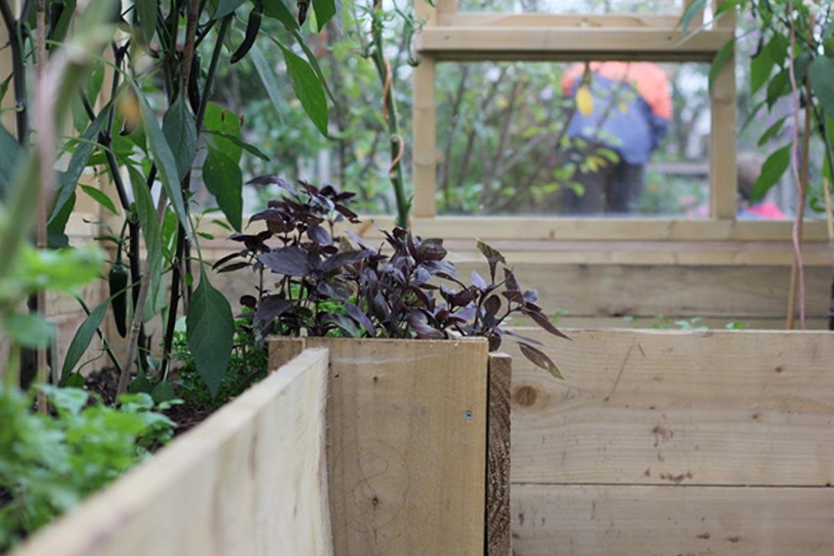 Close-up of a wooden planter box with purple-leaved plants inside, situated among other greenery in a garden or outdoor space.