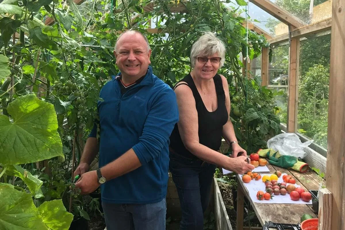 A man and woman in a greenhouse with tomato plants, harvesting and sorting ripe tomatoes on a wooden table.