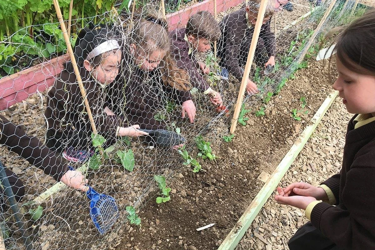 Children gardening in a fenced vegetable garden, with one girl observing another girl planting small plants in the soil.