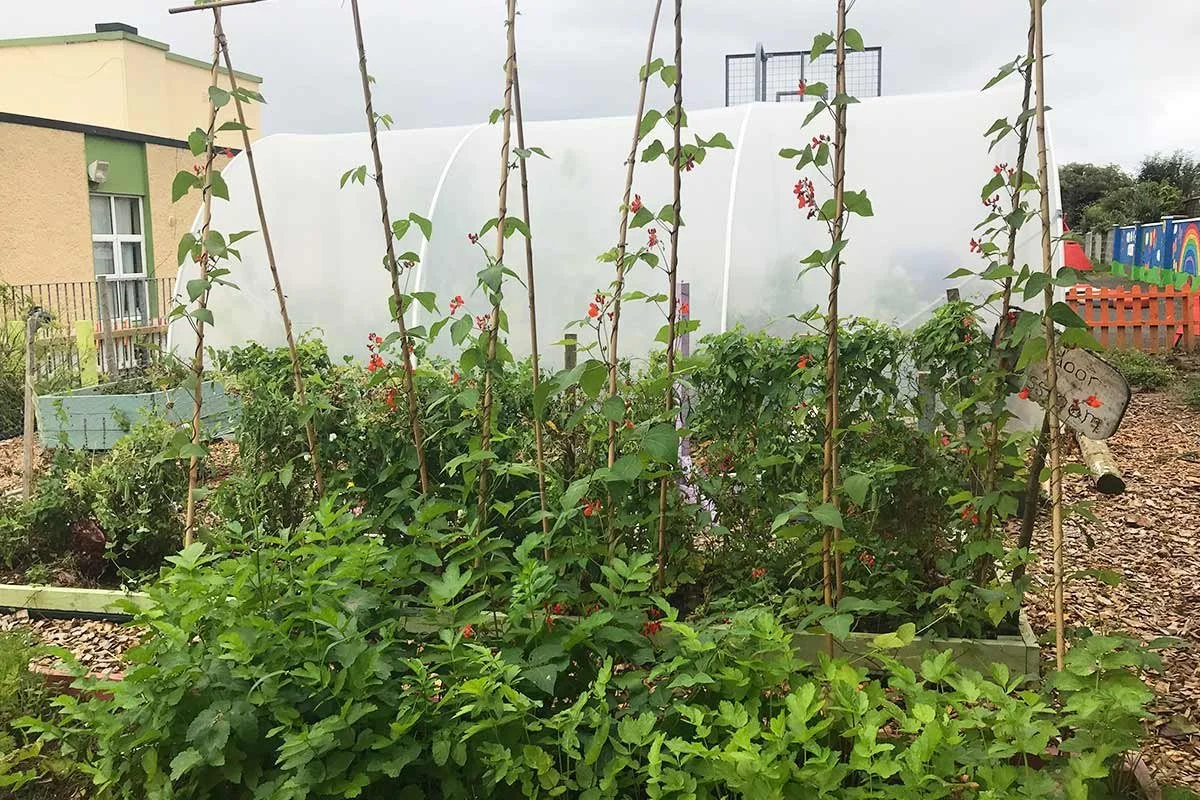 A garden with various green plants and bean plants supported by sticks, with a white greenhouse in the background, a building on the left, and a colorful fence on the right.