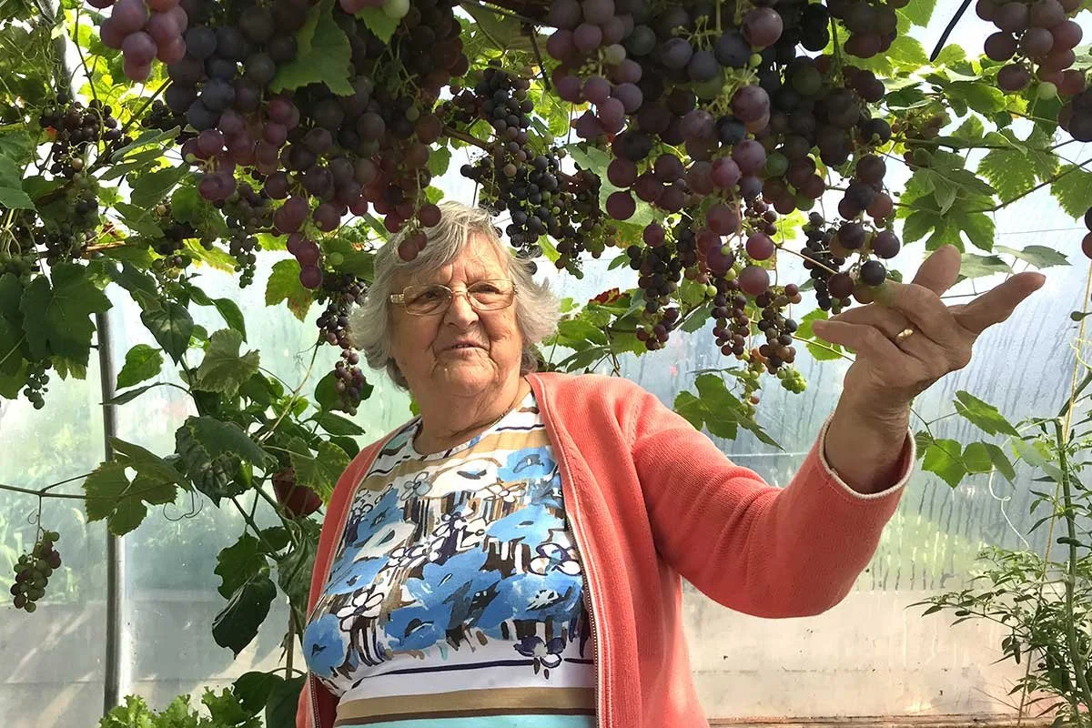 An elderly woman with gray hair and glasses is standing in a greenhouse among grapevine plants, holding a bunch of ripe purple grapes overhead.