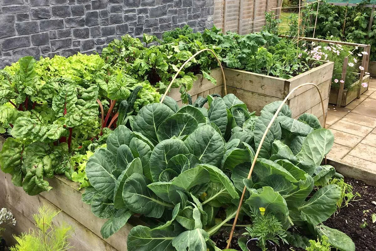 A garden with various leafy green vegetables including lettuce, Swiss chard, and collard greens growing in wooden planters. There are some flowers visible on the right side along with a brick wall and a wooden fence in the background.