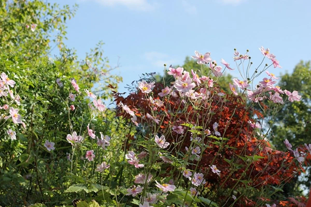 Pink and white flowers growing in a garden with green foliage and a blue sky in the background.