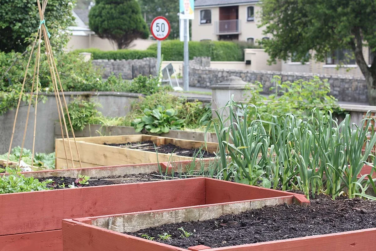 Raised garden beds with plants and soil in an urban community garden, with trees and buildings in the background.