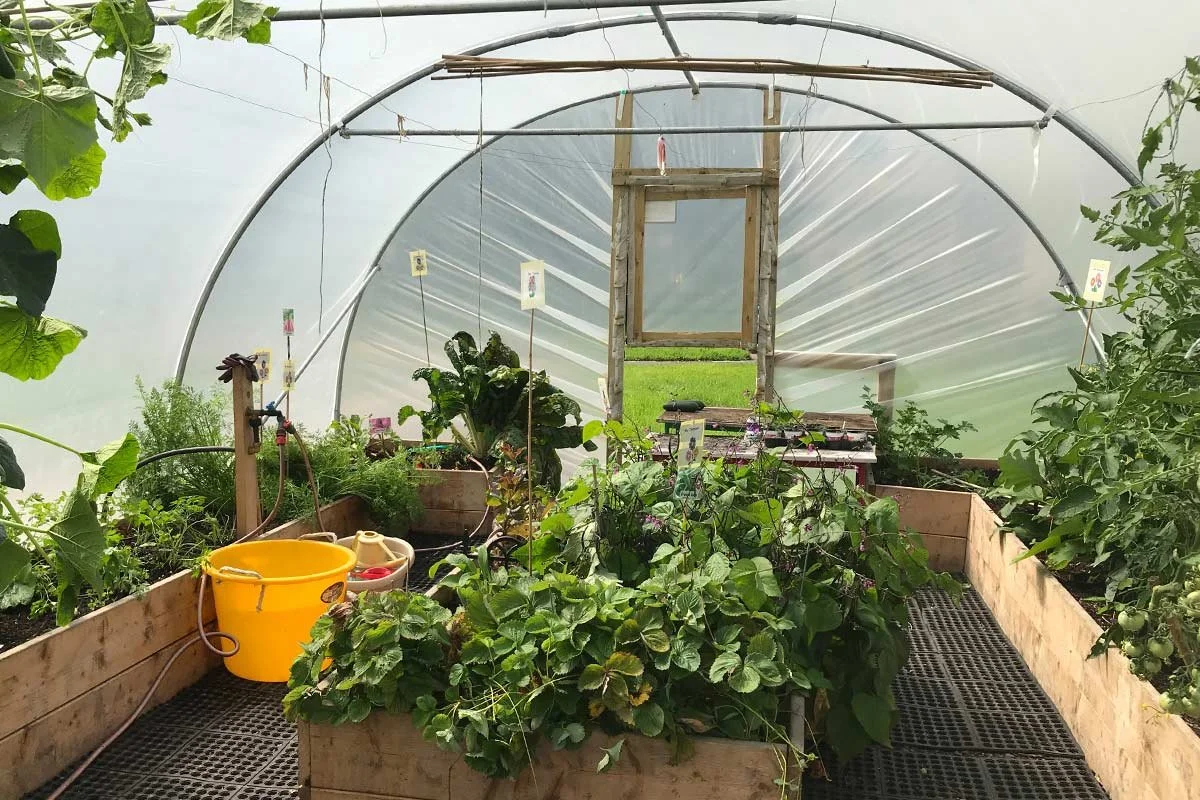 Inside a greenhouse with leafy green plants growing in wooden planters, a yellow bucket, gardening tools, and a small window at the back.
