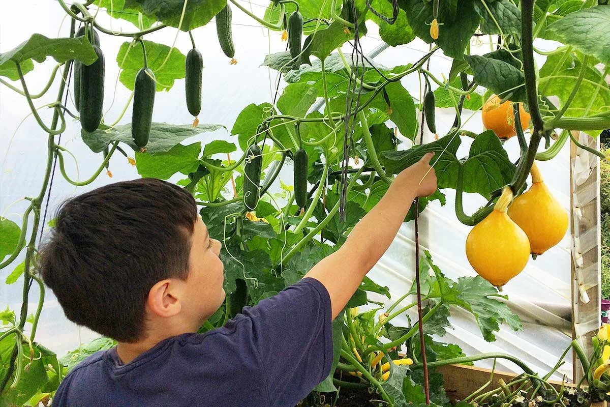 A boy in a dark shirt picking ripe yellow gourds from a lush cucumber plant in a greenhouse.