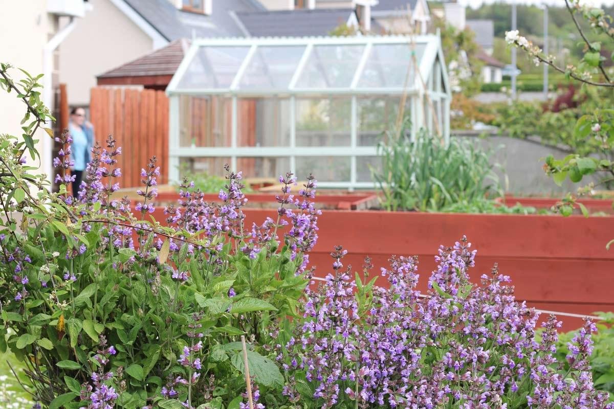 A backyard garden with purple flowering plants in the foreground, a greenhouse, and a person standing near a wooden fence in the background.