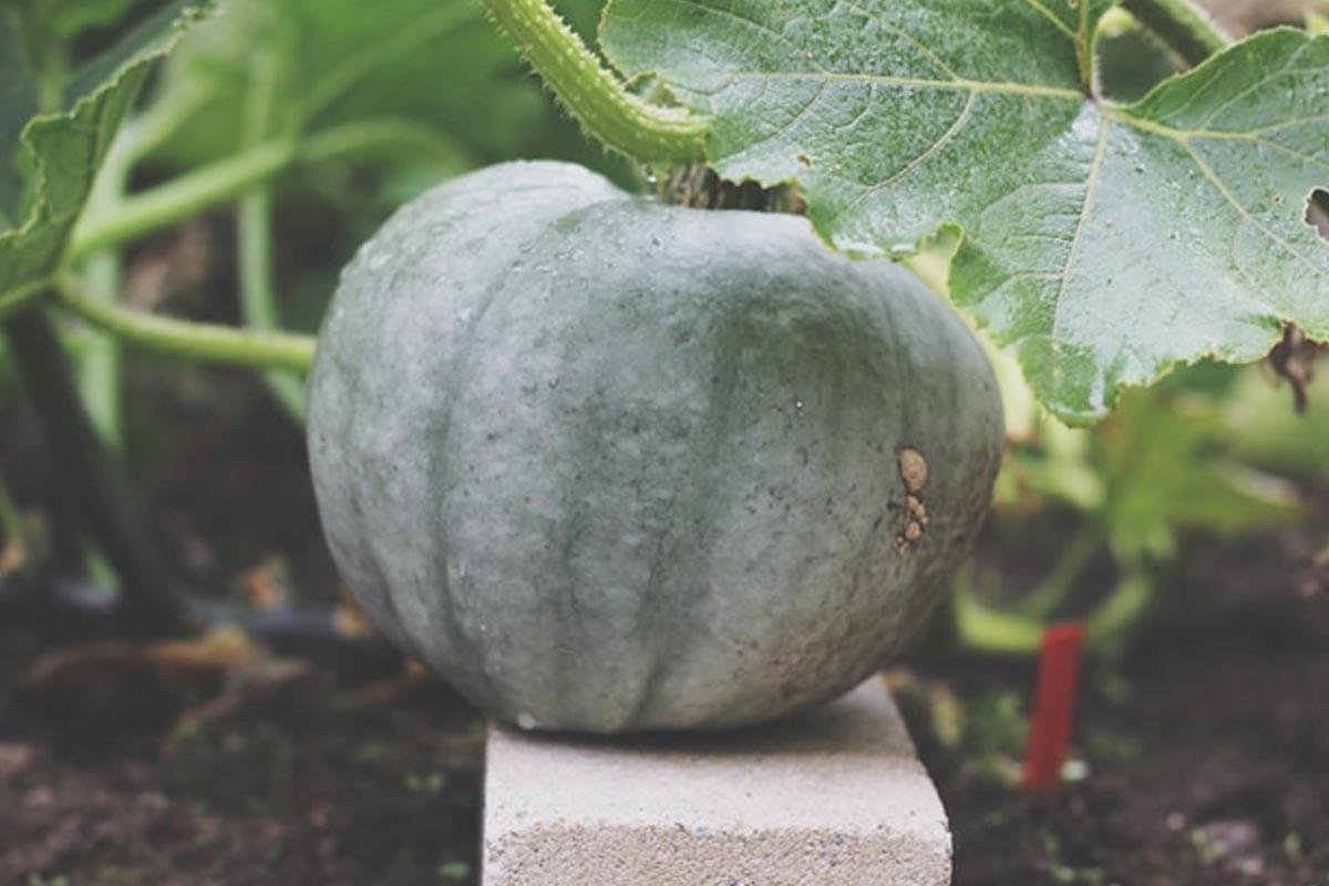 A green pumpkin with a matte surface sitting on a small white block among green leaves and soil.