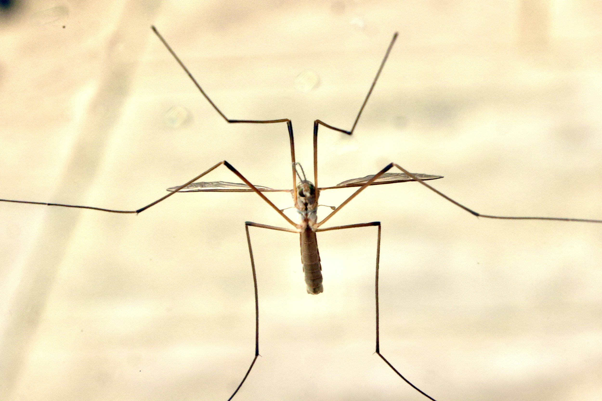 coffee and crane-fly