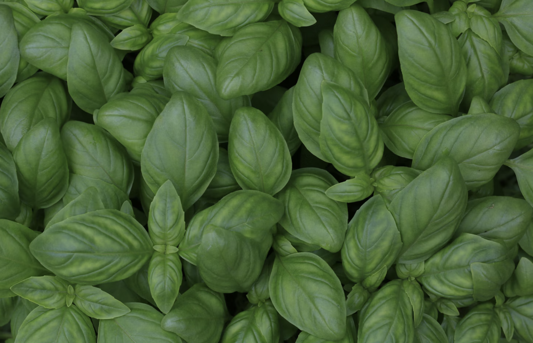 Sweet Ritual Herbal Mix