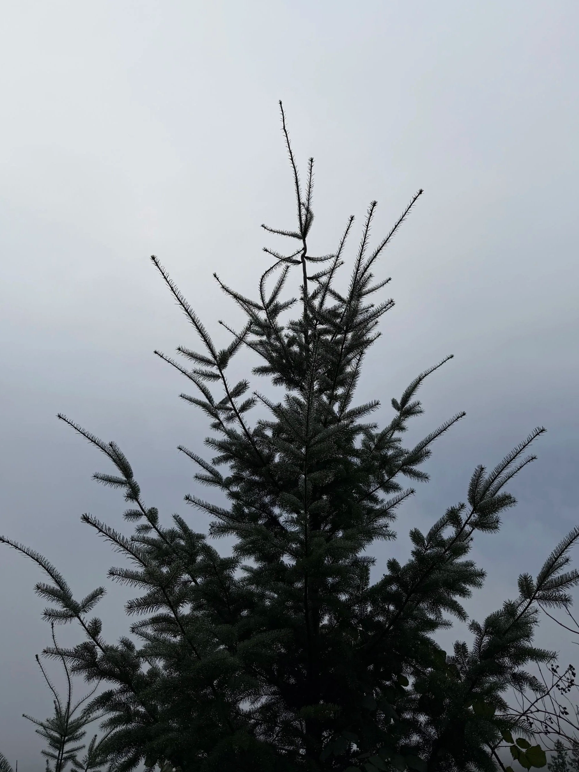 Initial Consultation (50 minutes)