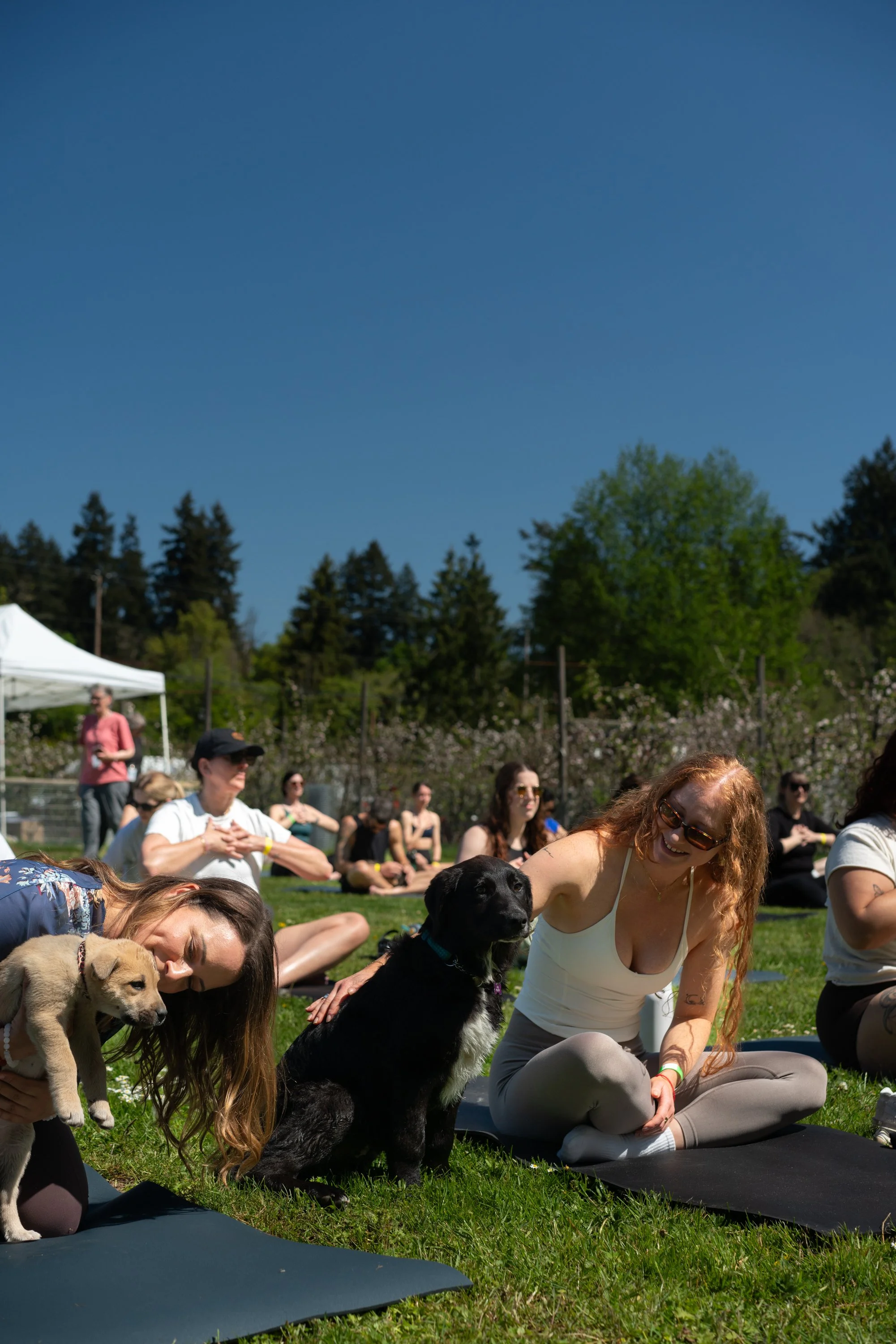 puppy yoga-33.jpg