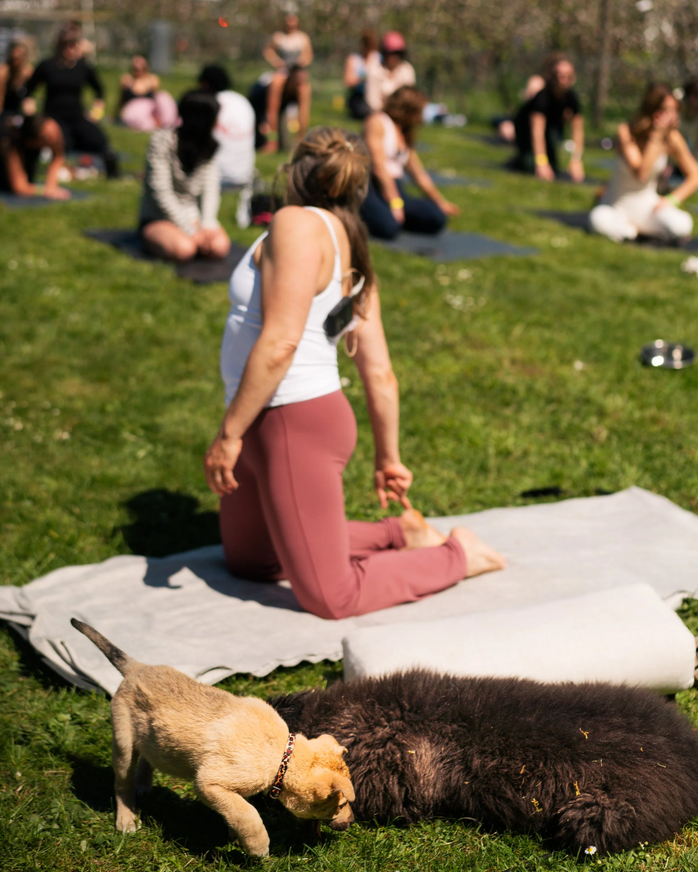 puppy yoga-46.jpg