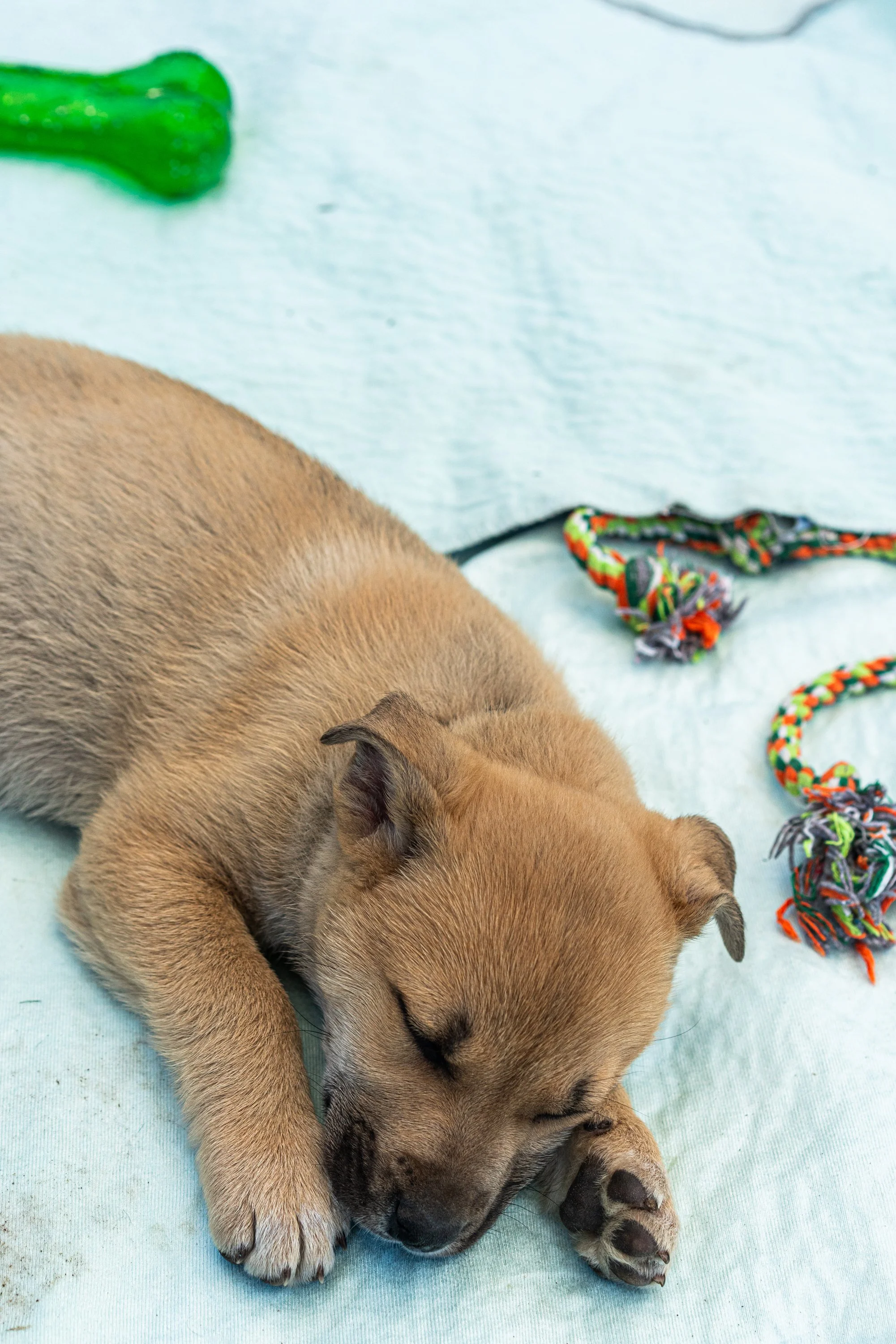 puppy yoga-69.jpg