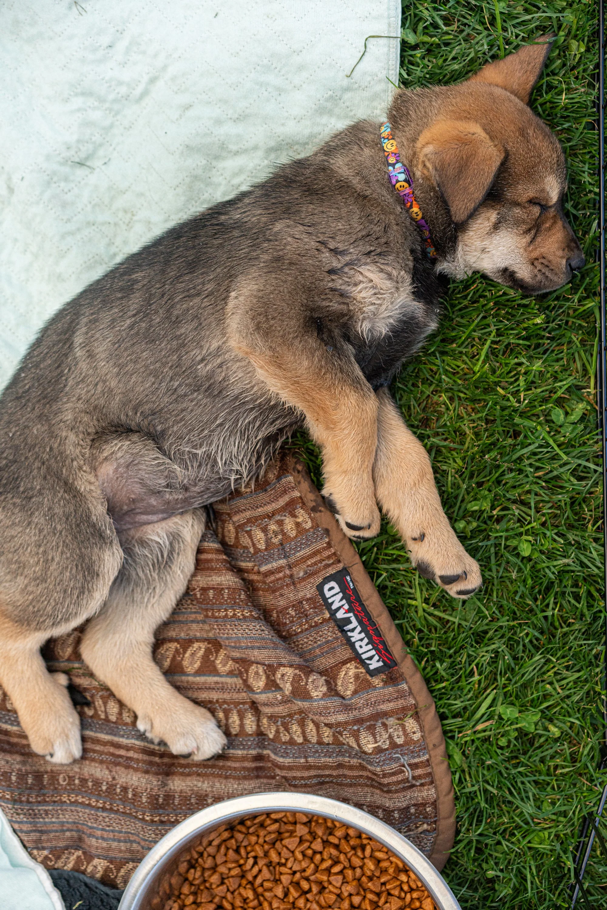puppy yoga-72.jpg