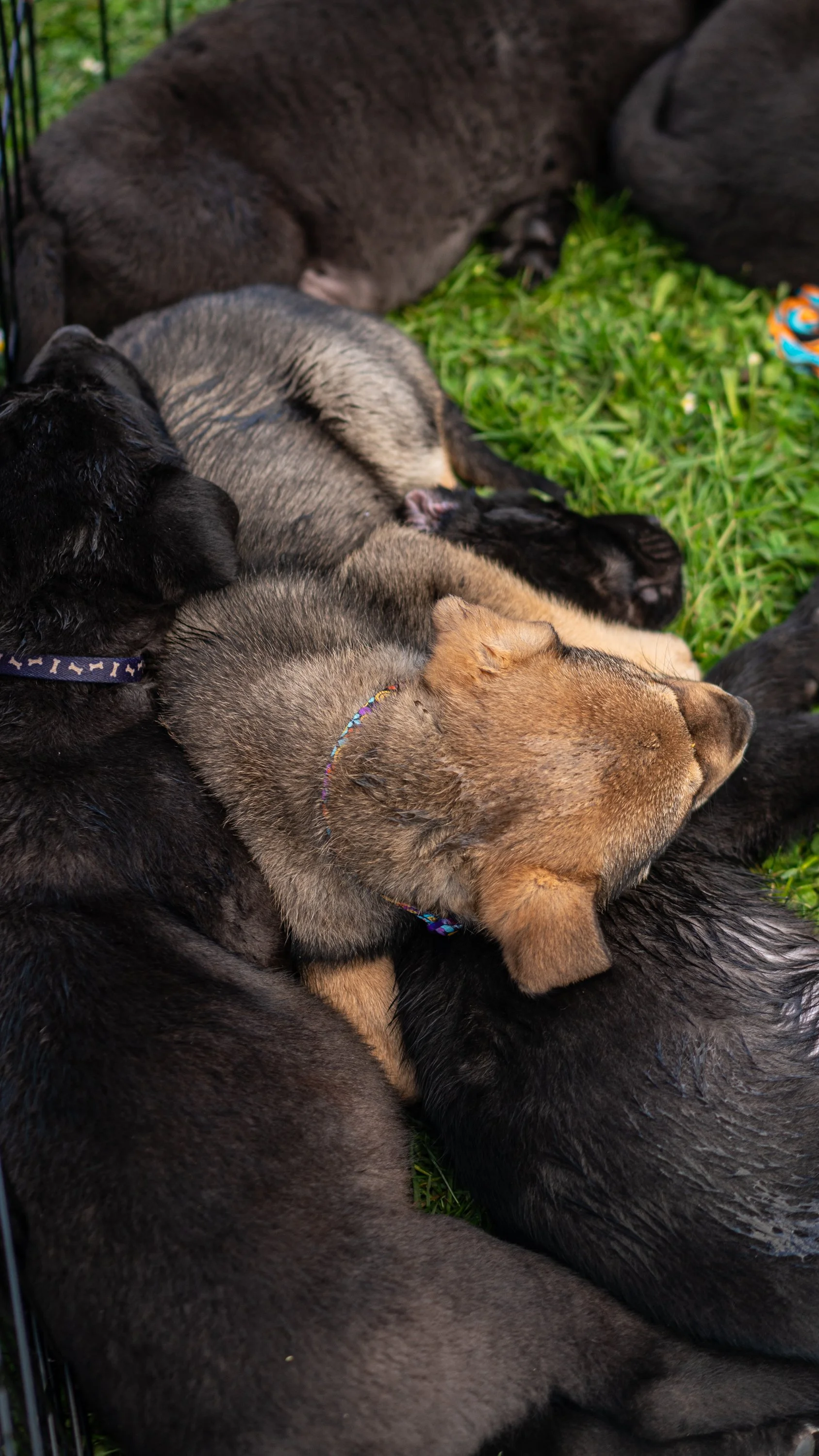 puppy yoga-59.jpg