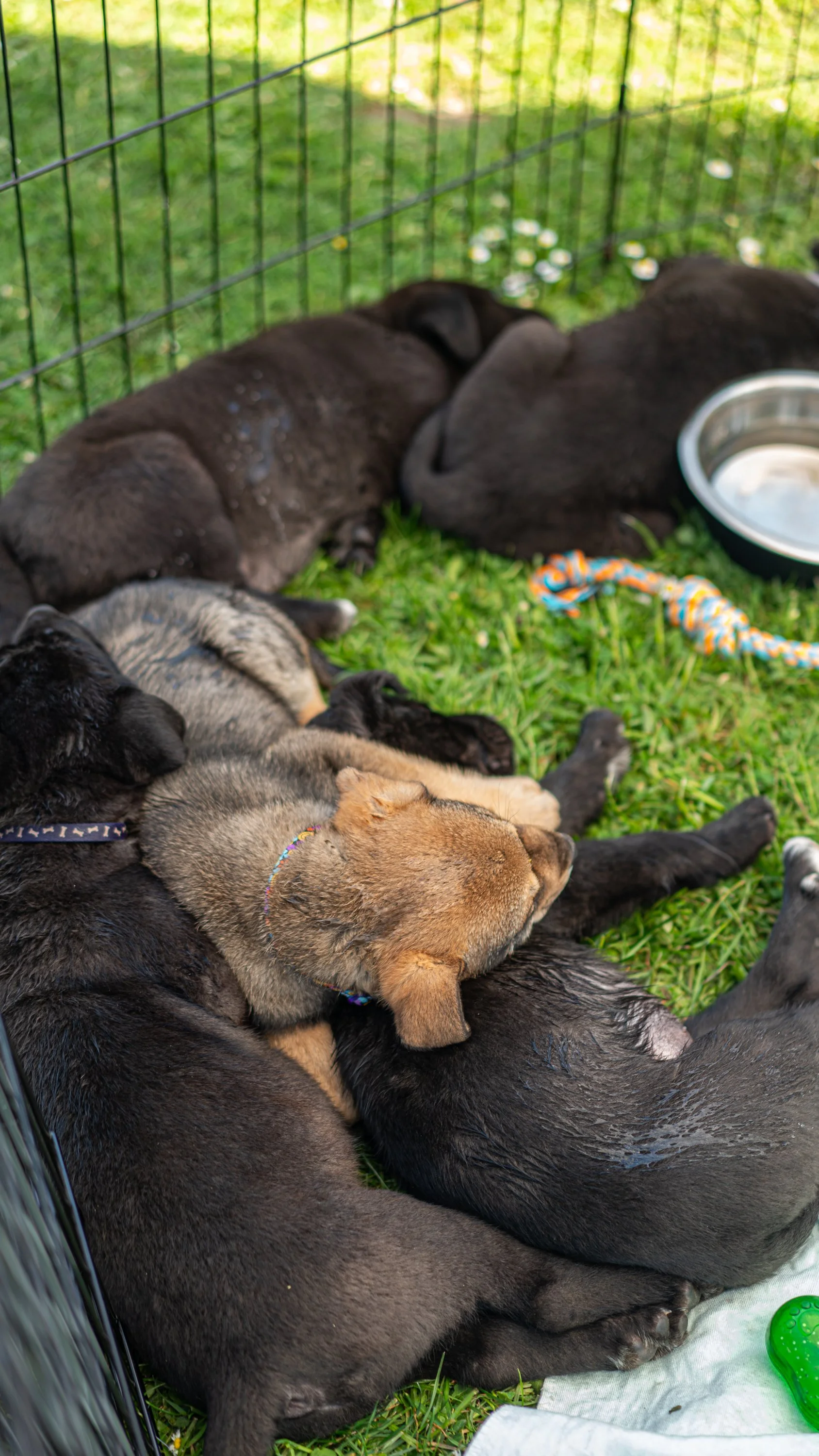 puppy yoga-57.jpg