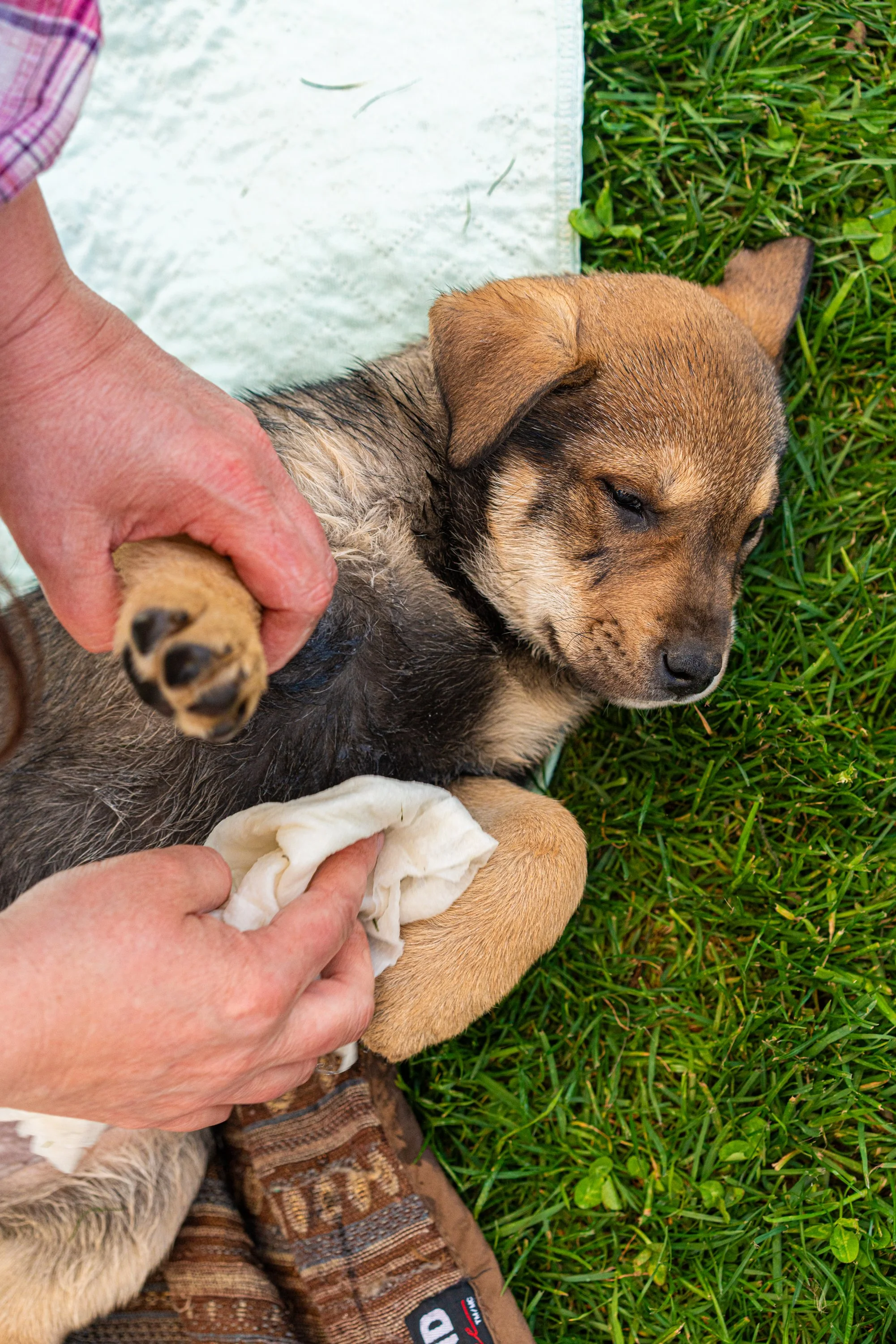 puppy yoga-73.jpg