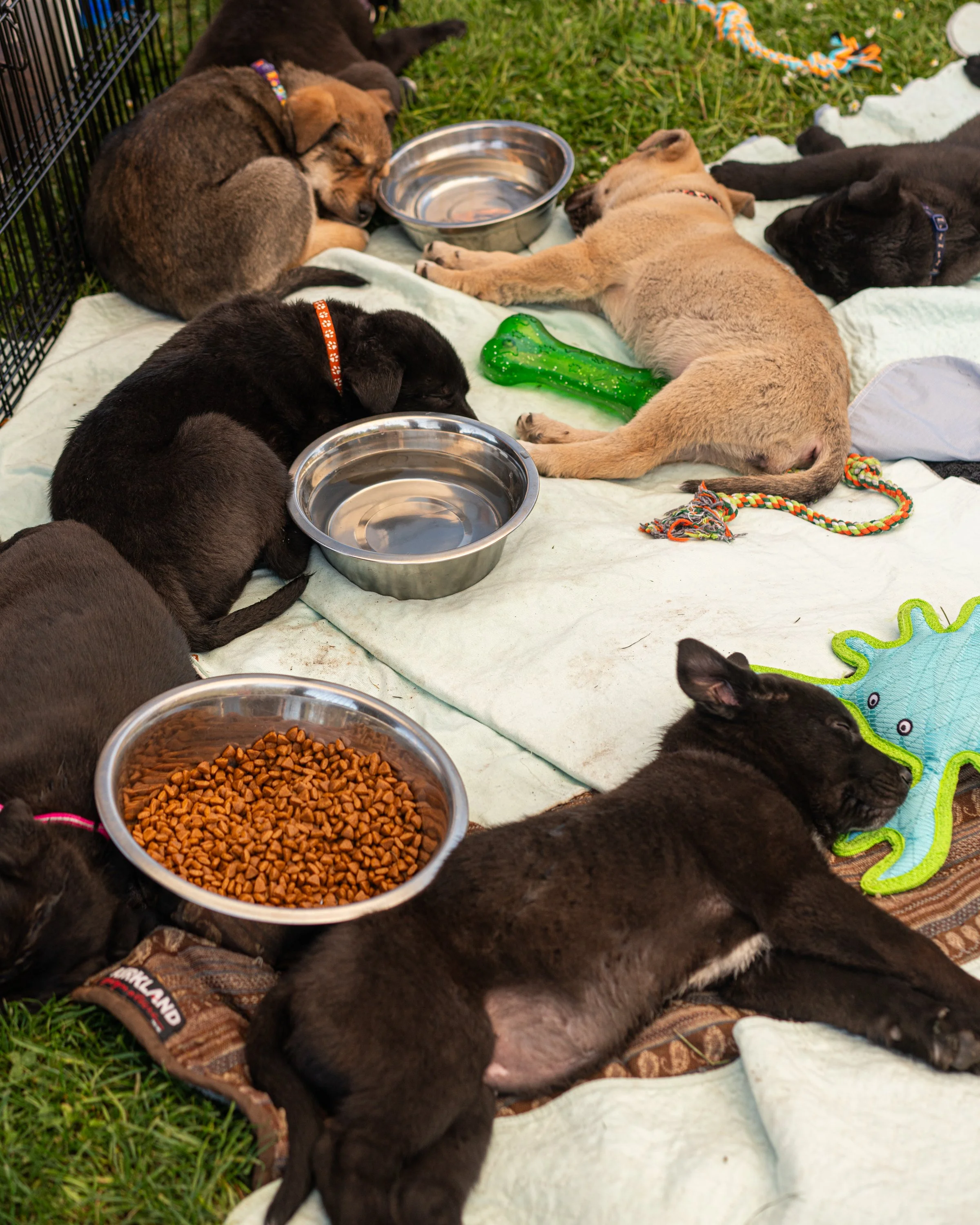 puppy yoga-42.jpg