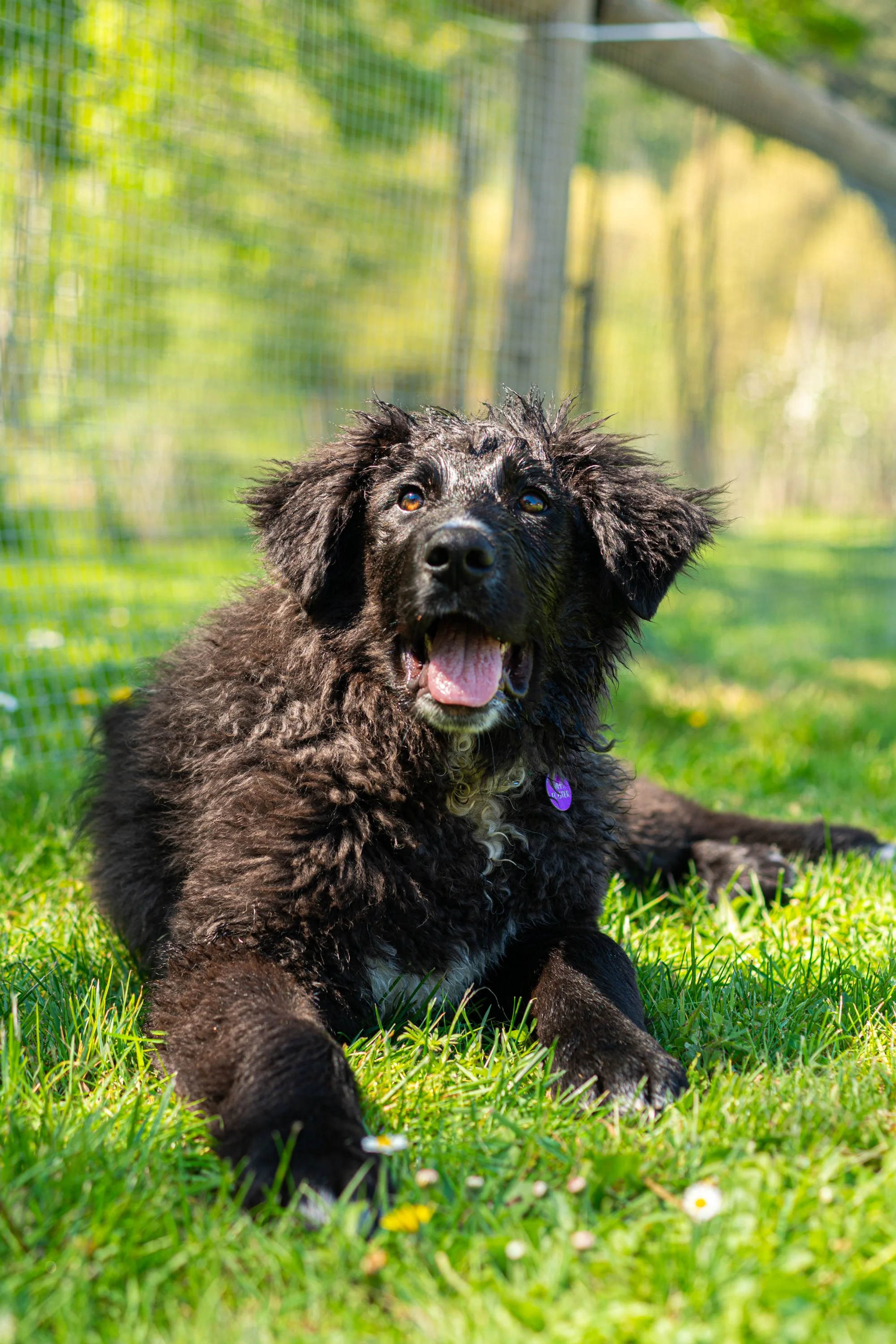 puppy yoga-35.jpg