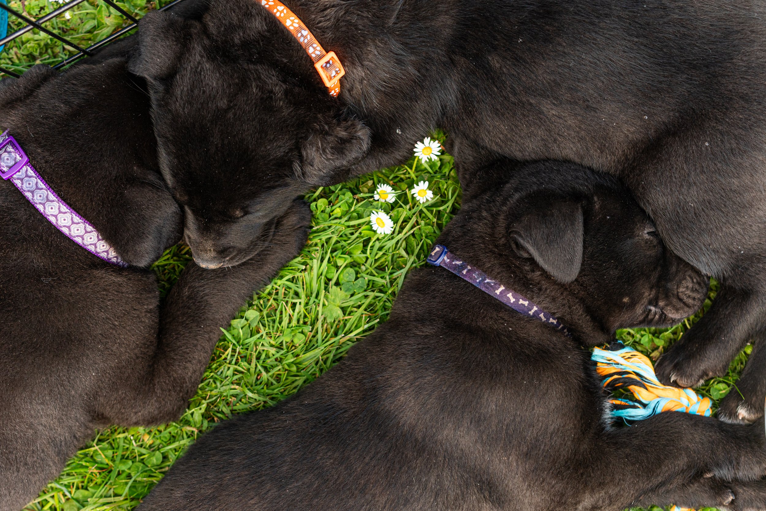 puppy yoga-71.jpg