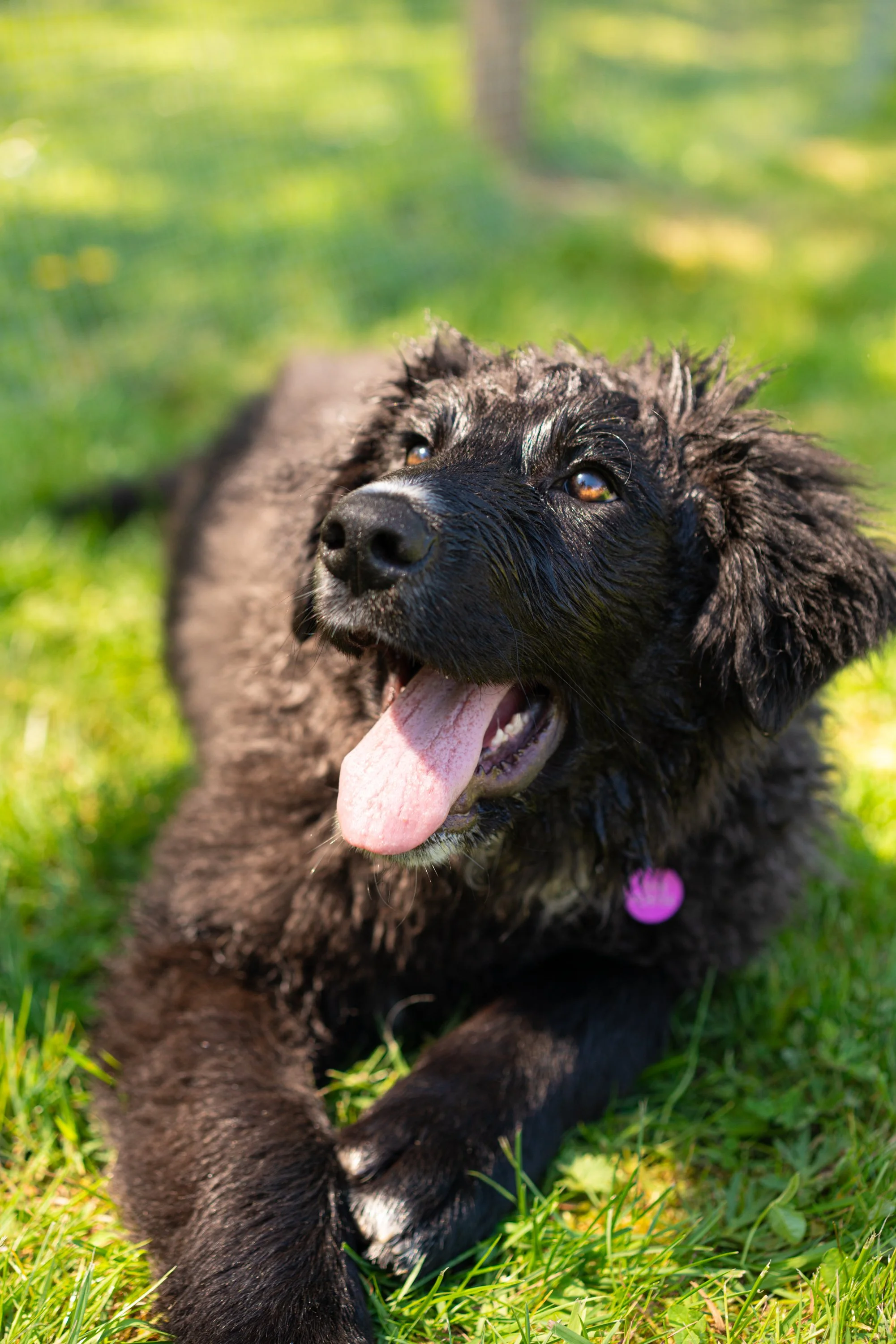 puppy yoga-36.jpg