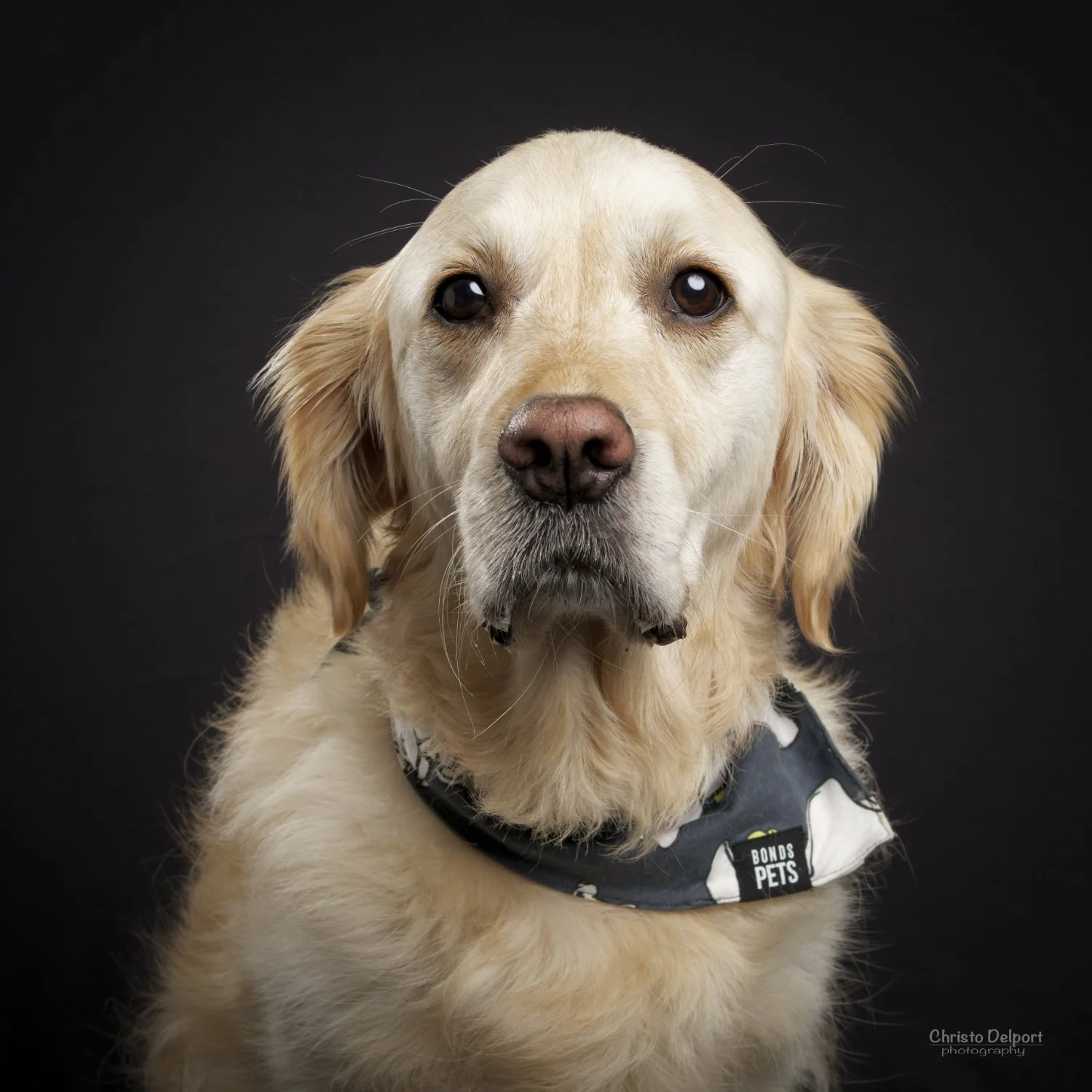DumboPortrait.jpg