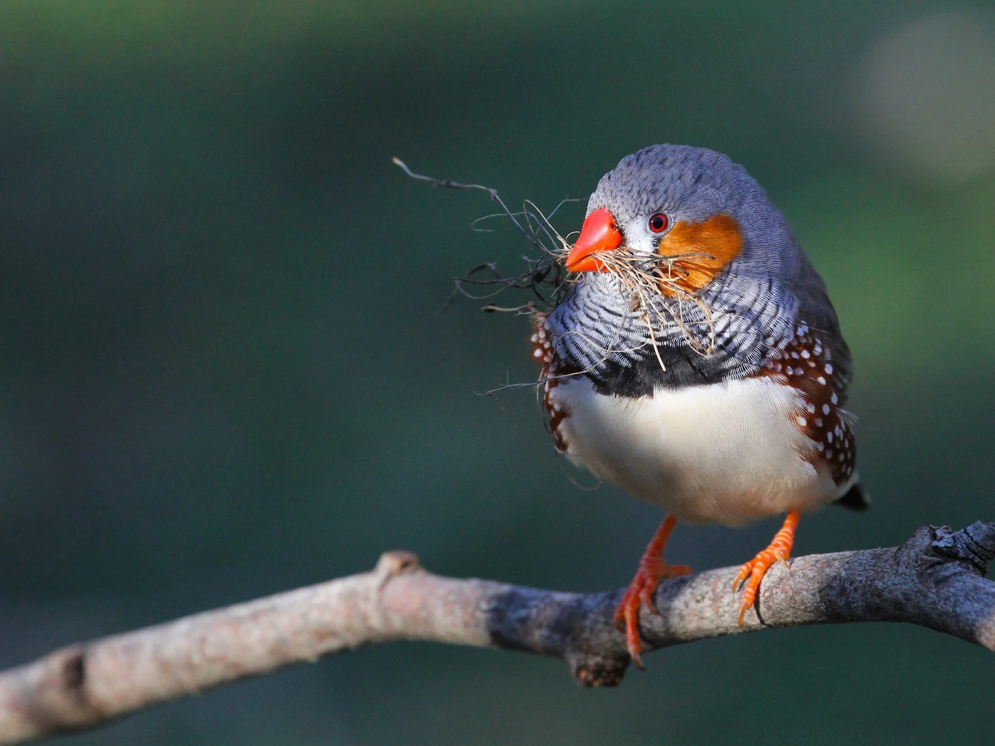 Copy of cleland16jun13 809 copy 2.jpeg