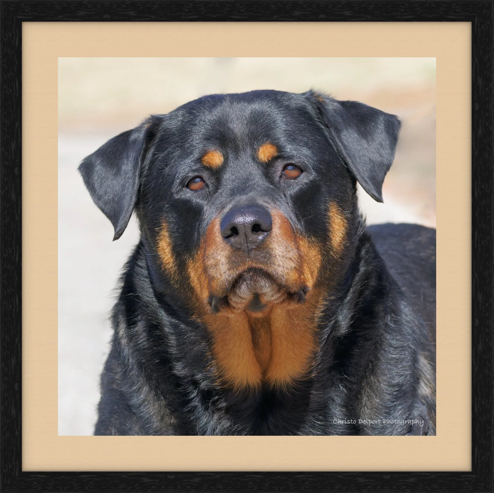 rottie.jpg