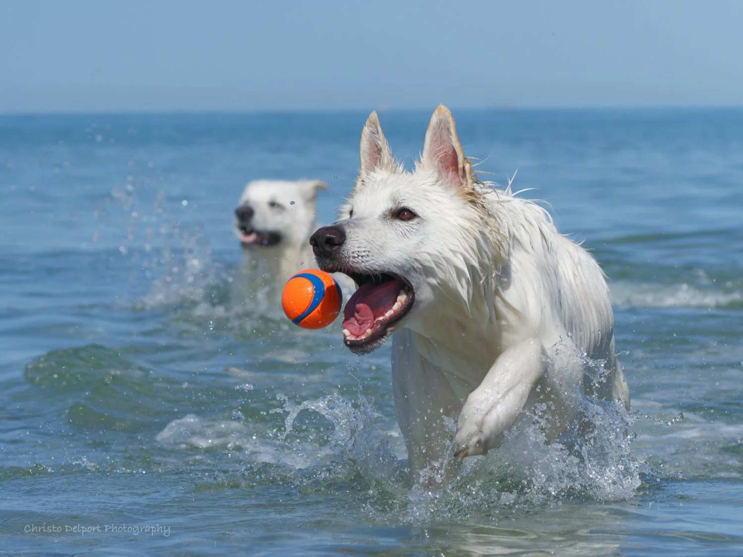 Two white dogs playing in the ocean, one dog with a ball in its mouth and the other jumping in background.
