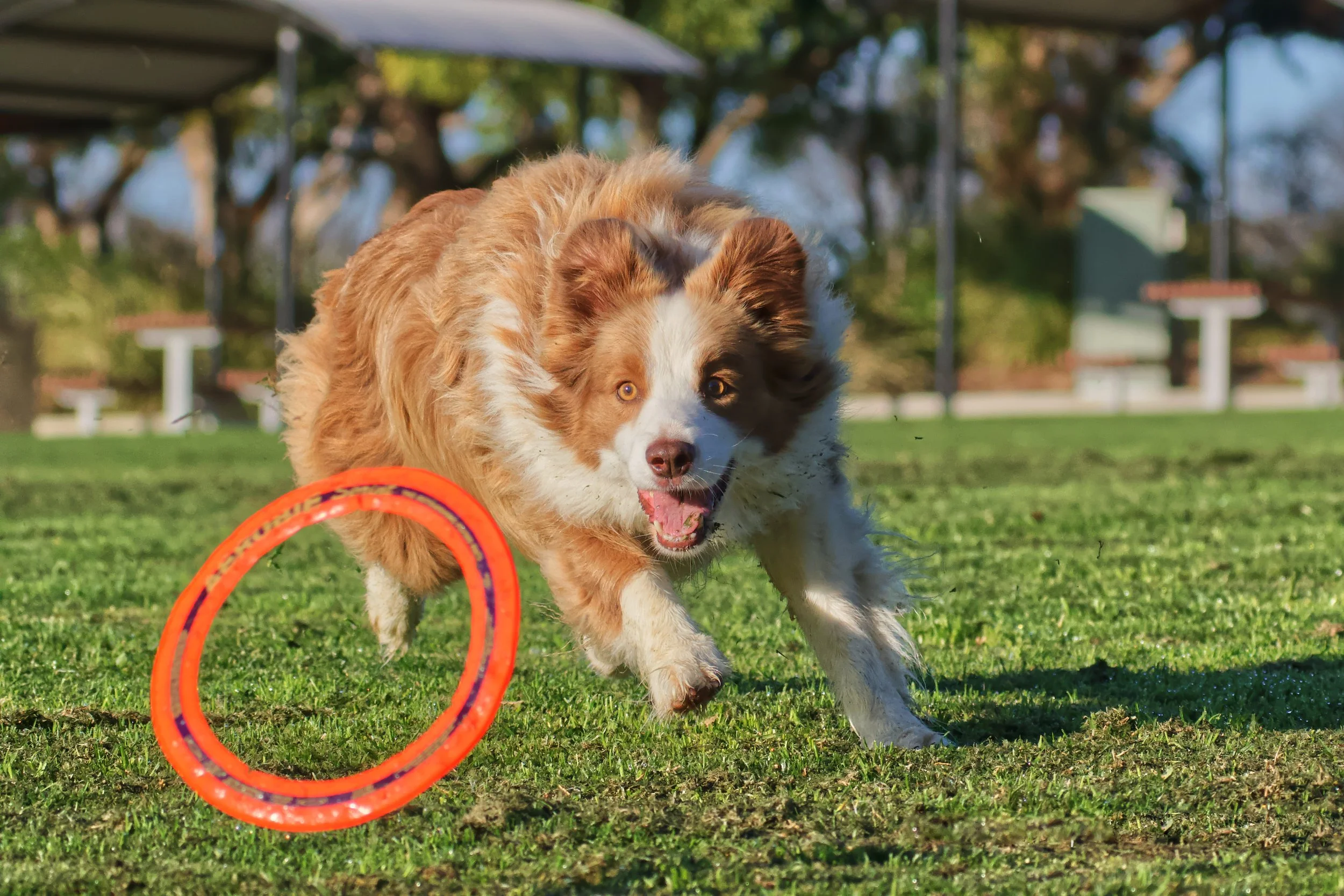 A happy Australian Shepherd dog playing with an orange frisbee in a park on a sunny day.