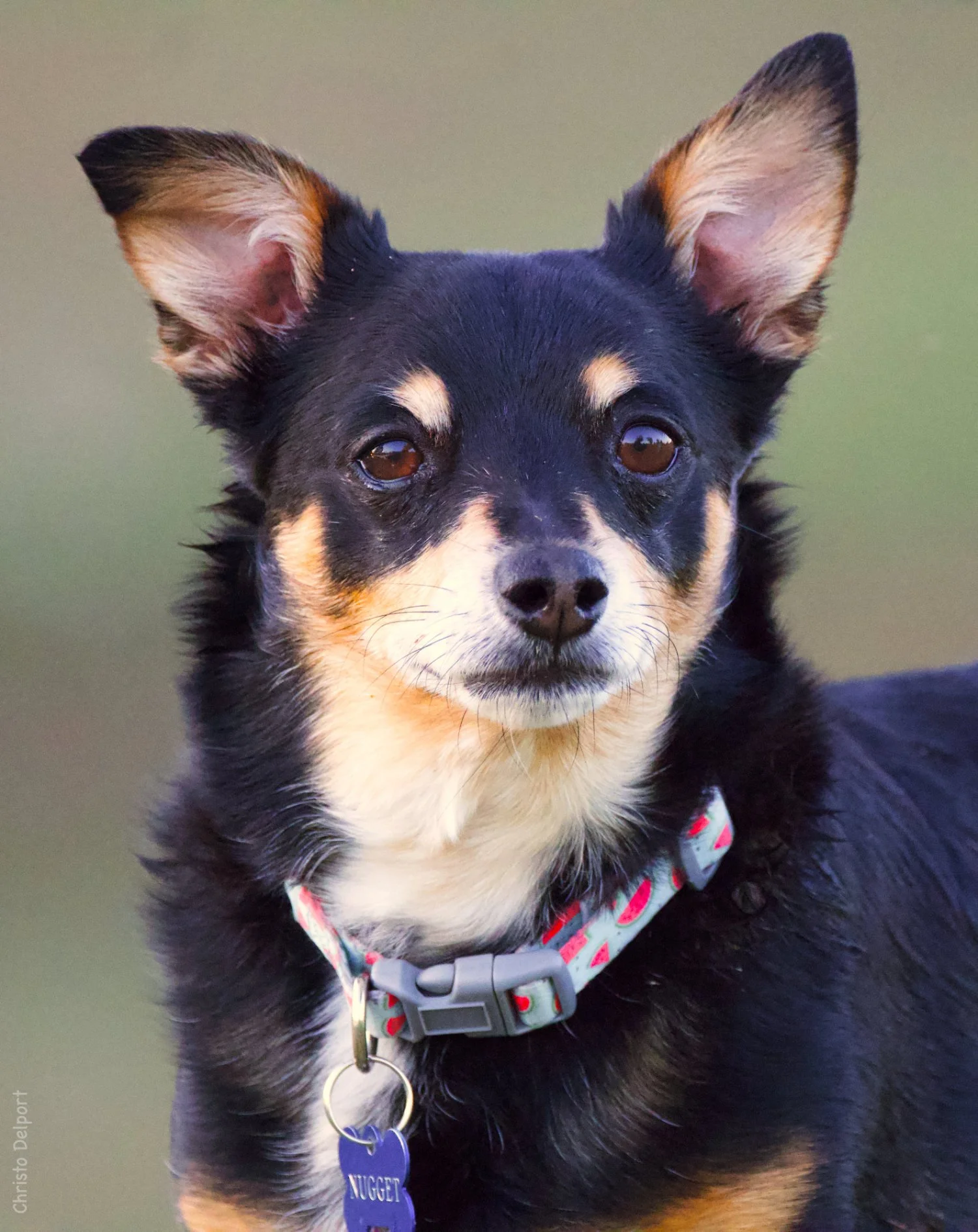Close-up of a black and tan small dog with upright ears, wearing a collar with a tag that reads 'NUGGET'.