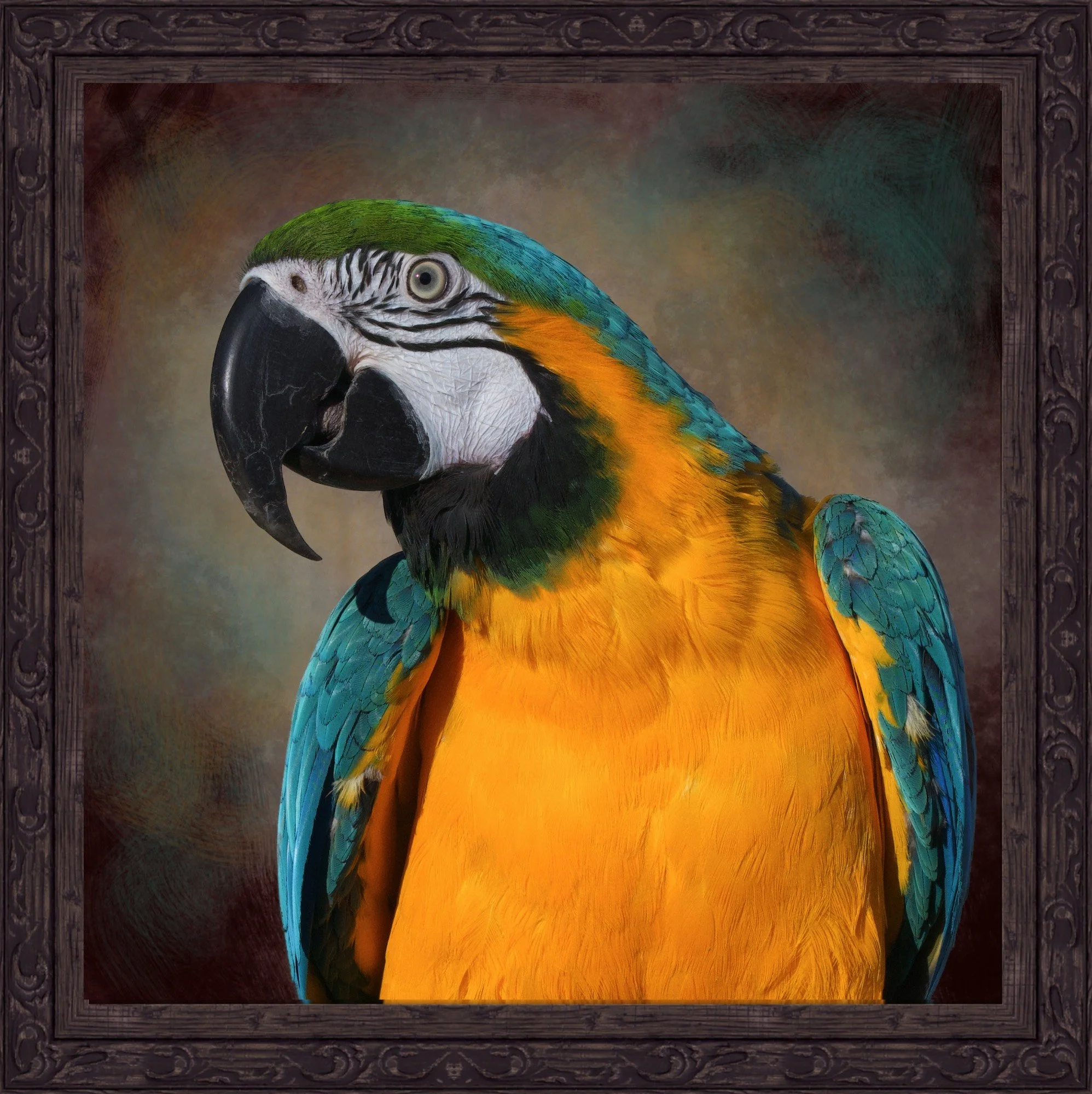 macaw.jpeg