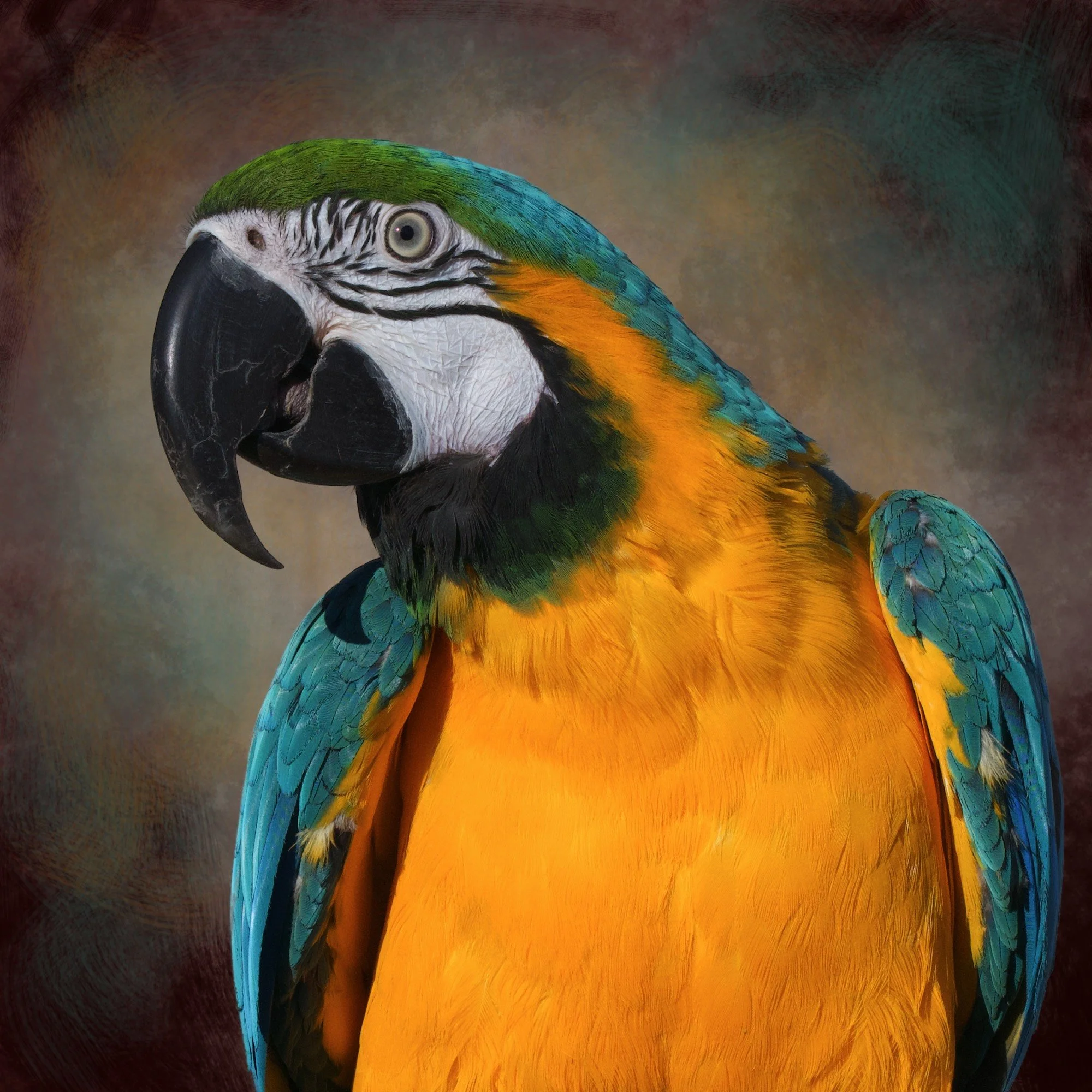 Close-up of a vibrant blue and gold macaw with detailed feathers, black beak, and white face with black lines, against a blurred multicolored background.