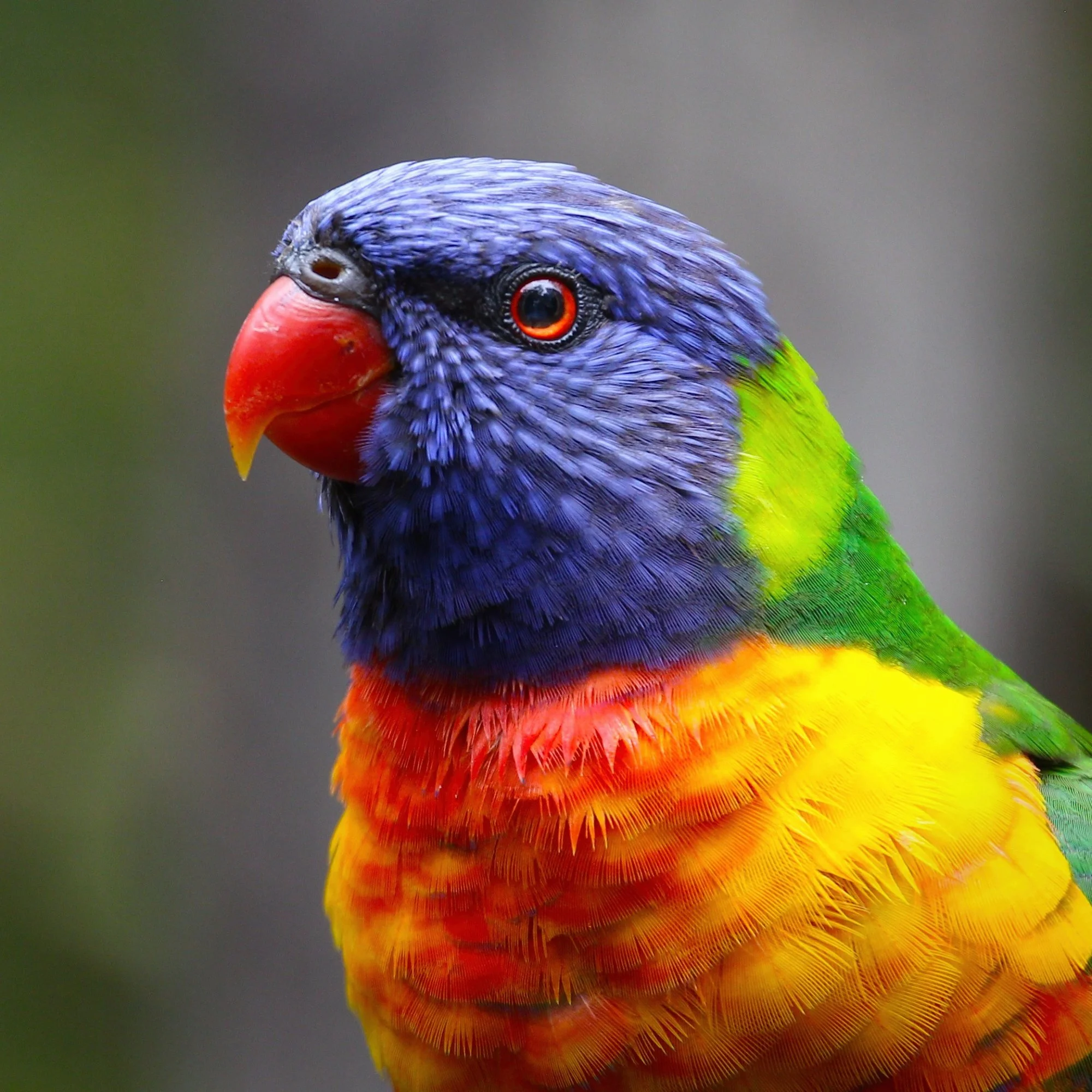 A close-up of a rainbow lorikeet with vibrant blue, green, yellow, orange, and red feathers, and an orange beak.