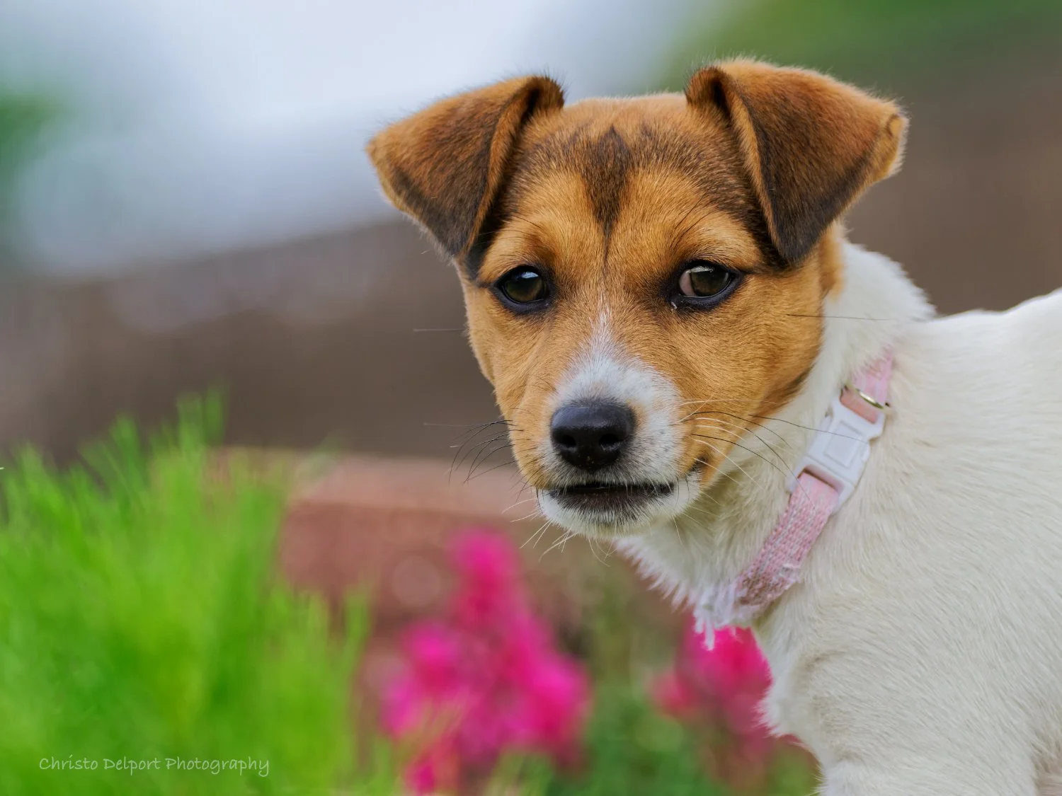 Close-up of a small dog with brown and white fur, wearing a pink collar, standing outdoors with blurred pink flowers and green grass in the background.