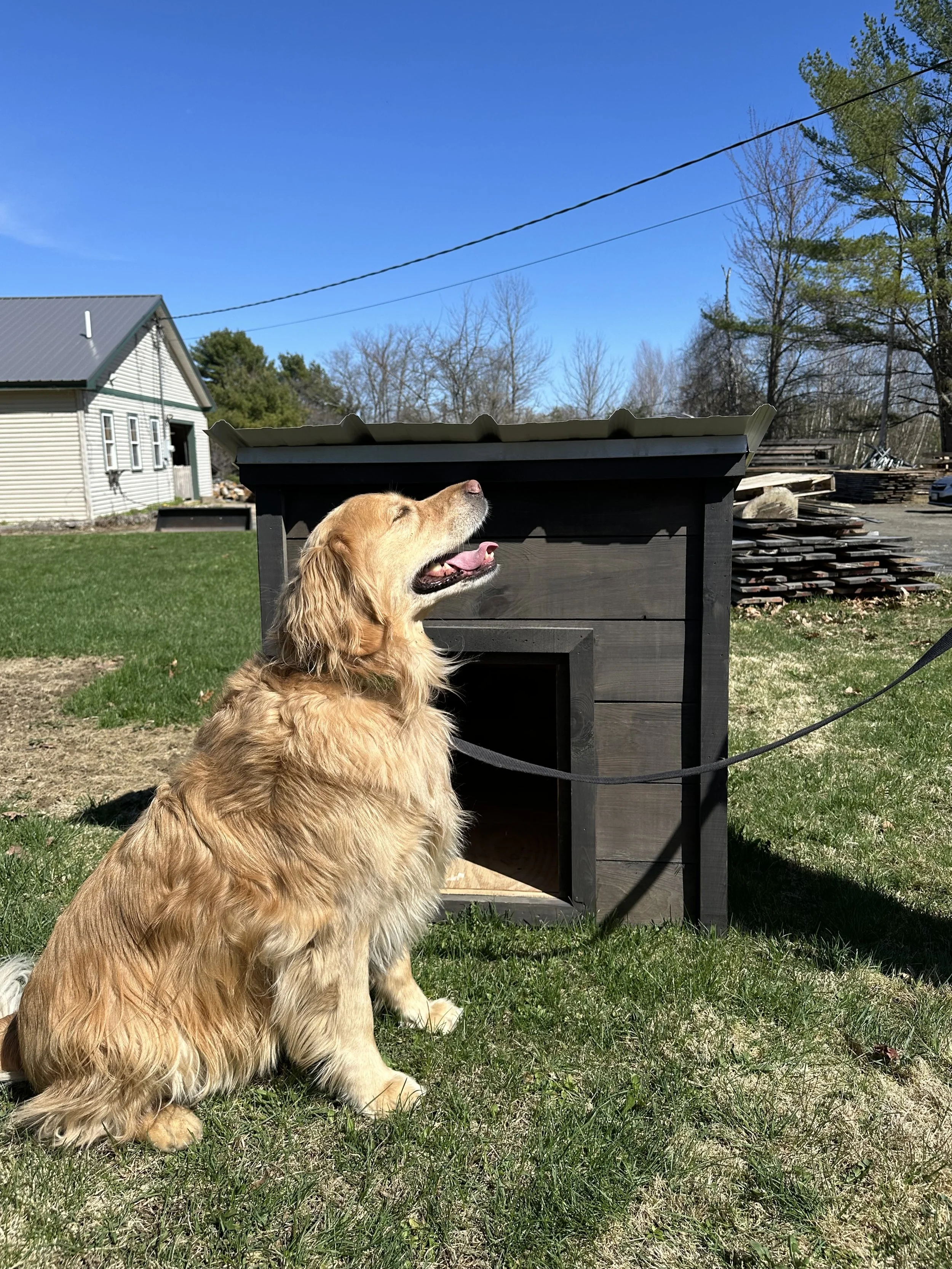 Medium Dog House - 40” × 35” × 35”  living space