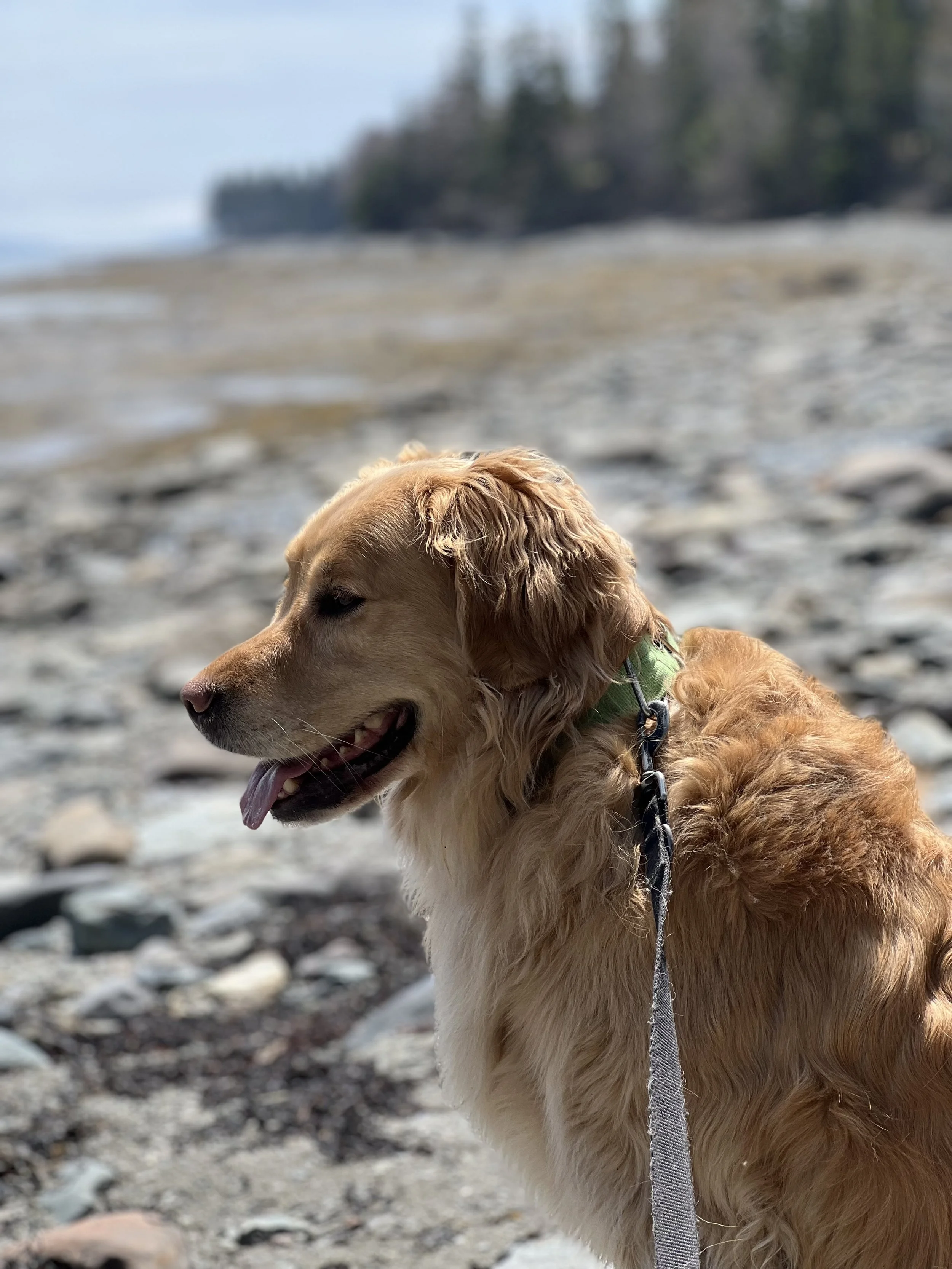Golden retriever dog on a rocky beach, panting with tongue out, in profile view, with ocean and trees in the background.
